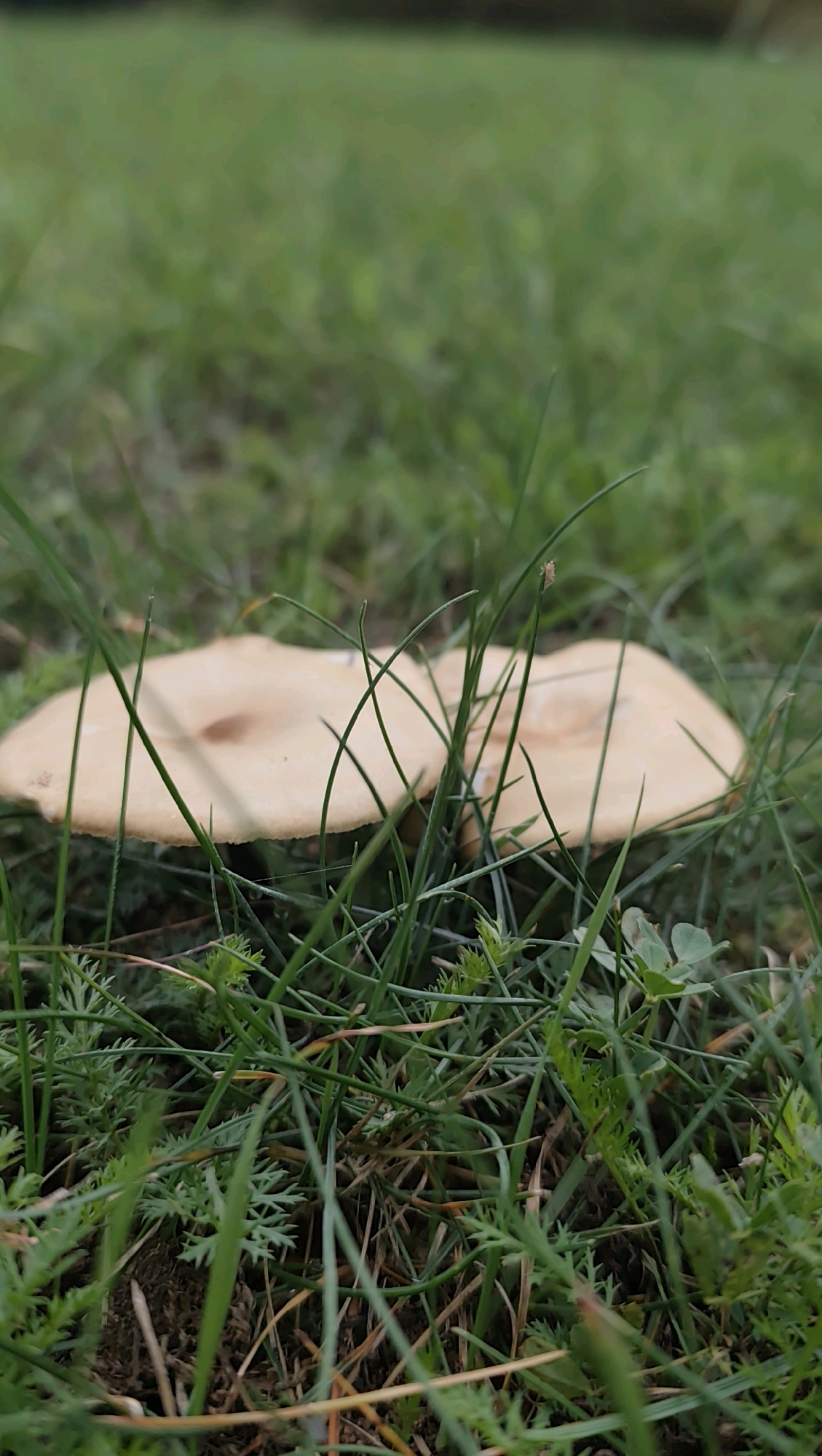 An outdoor low-angle close-up shot of a pale brown mushroom cap peeking through blades of green grass. The mushroom is round and slightly domed with visible gills underneath. The grass is a mix of fine blades and some with a feathery appearance. The ground beneath is composed of dark soil and dry grass. The background is blurred green, suggesting more grass or foliage. The scene appears to be in a natural setting, possibly a park or garden area in Jonava, Lithuania. There are no people or animals visible in the frame.