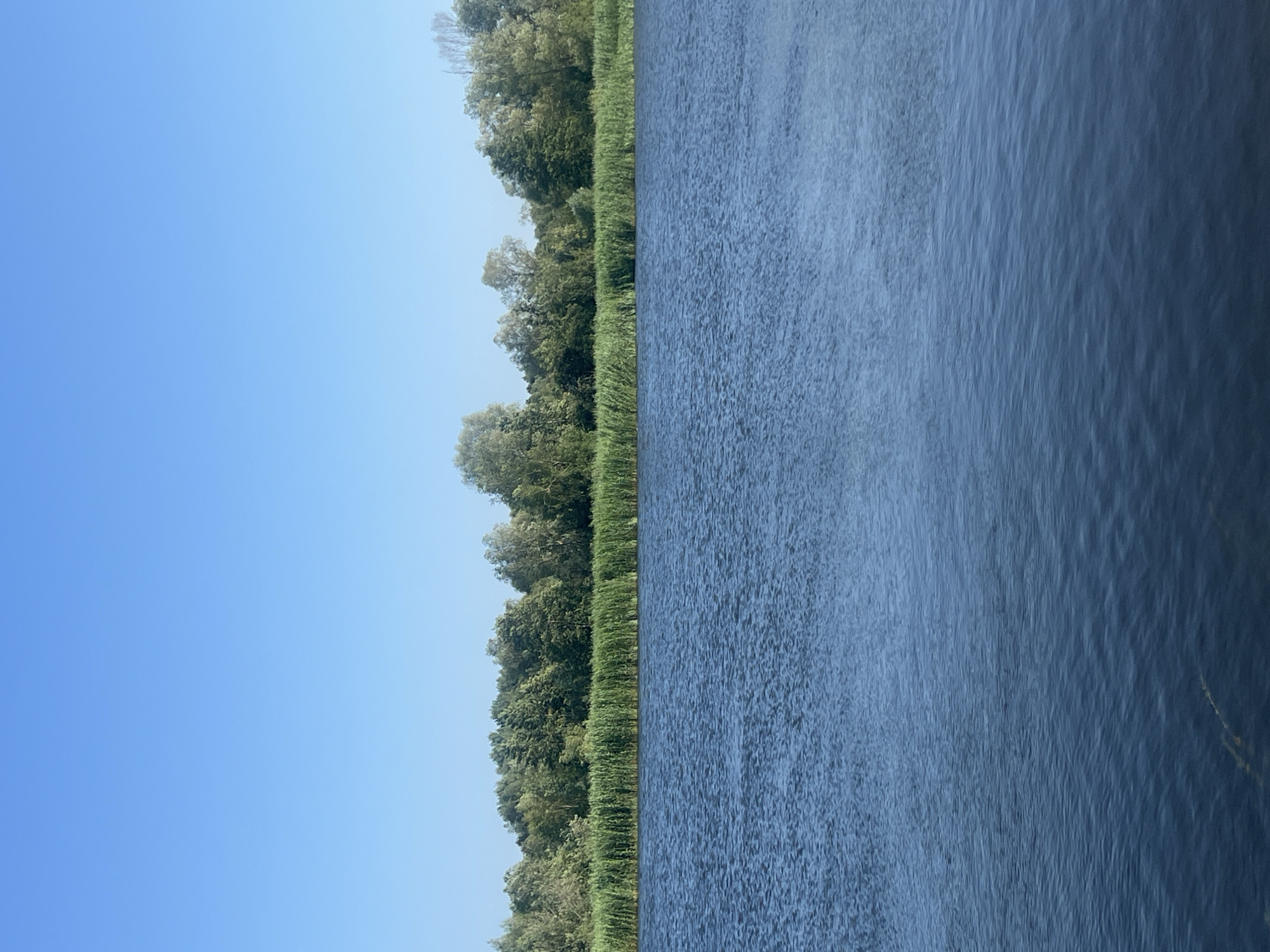The image shows a calm body of water, likely a river or lake, in Vorusnė, Lithuania. The water is a deep blue and has a slightly rippled surface, reflecting the clear, bright blue sky above. Along the far bank of the water, a dense line of tall green reeds or grass grows, forming a natural barrier. Behind the reeds, a thick line of various green trees creates a natural treeline, with some lighter green foliage mixed in. The overall scene is tranquil and natural, evoking a sense of peace and serenity. There are no people or man-made structures visible in the image.