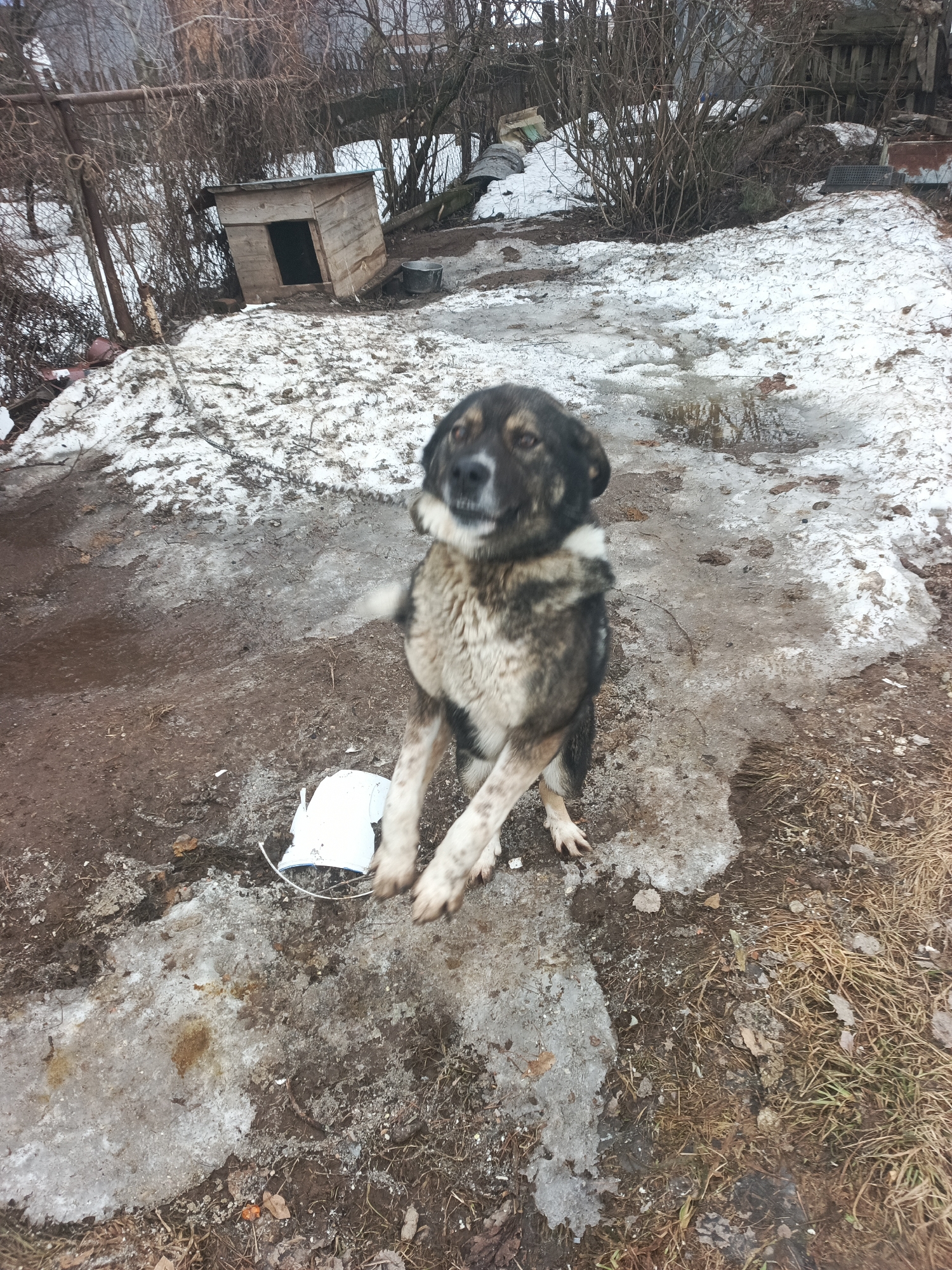 The image depicts a dog standing on its hind legs outdoors in what appears to be a yard or rural setting. Patches of snow and ice are visible on the ground, mixed with bare dirt and dried vegetation. A dog house is visible in the background. A white bucket is on the ground next to the dog. The location is possibly in the city of Chaikovsky, Russia.