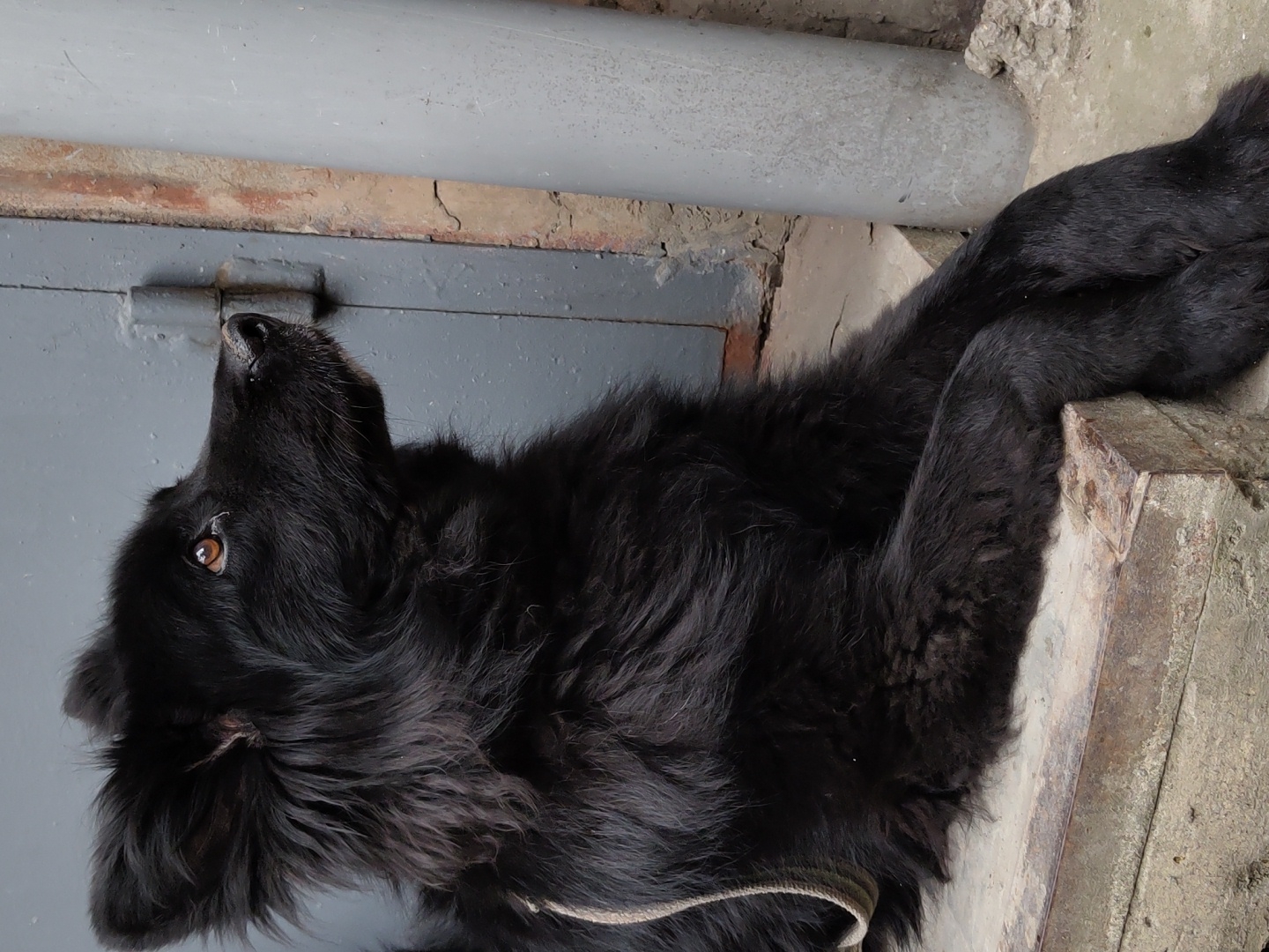 A medium shot captures a black, fluffy dog with amber eyes, resting with its front paws crossed on a concrete ledge. The dog is facing right, looking upwards, with its ears perked. Behind the dog, a weathered grey metal door with visible hinges is slightly ajar. To the right of the door, a gray pipe stands vertically, adjacent to a rough brick wall. The scene is outdoors, on what appears to be a ground-level entryway or utility area. The lighting suggests an overcast day.