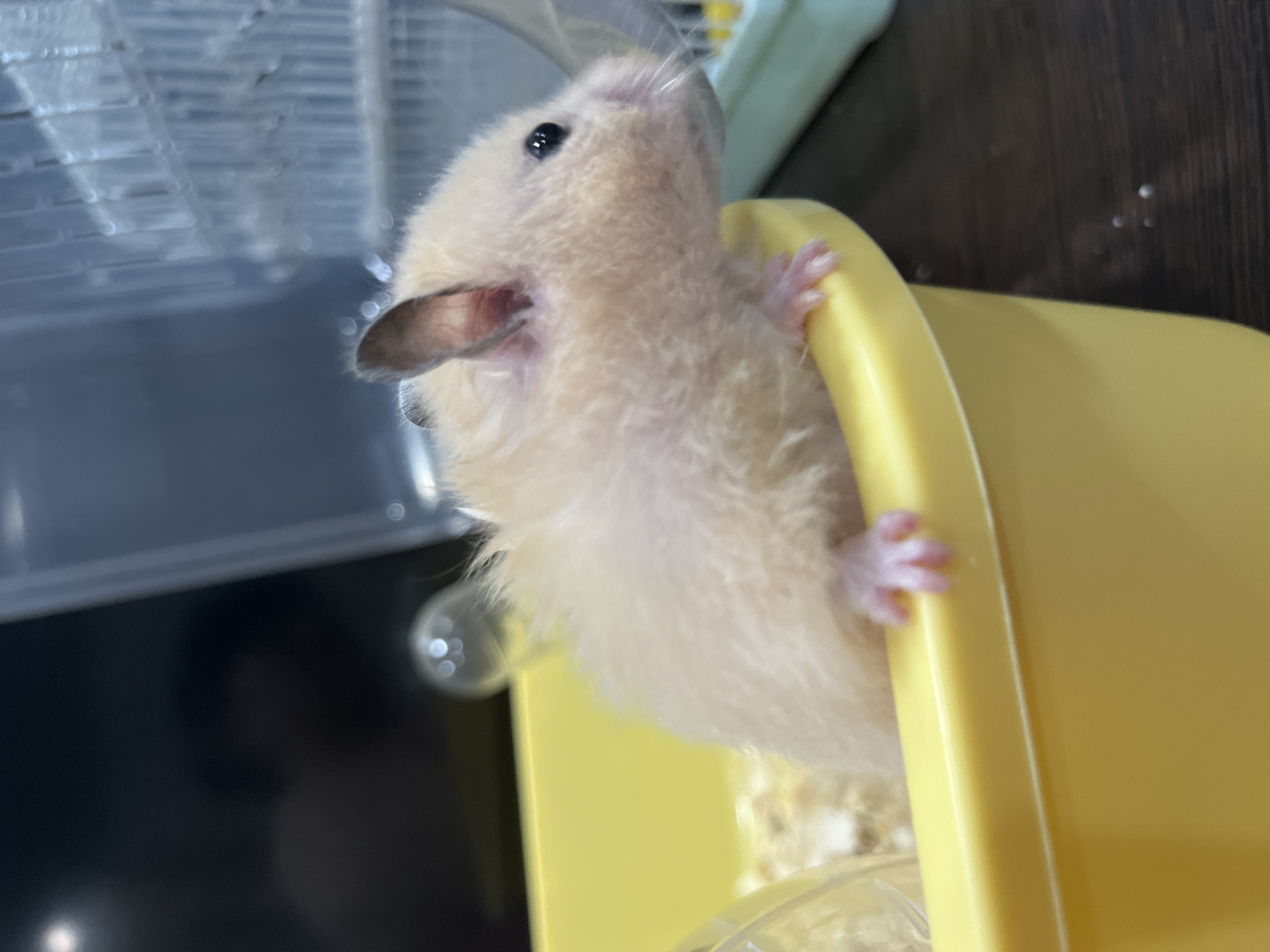 The image shows a close-up of a light-colored hamster peeking over the rim of a bright yellow plastic container. The hamster has dark eyes and small pink paws. The container appears to be part of a pet habitat, with bedding visible inside. In the background, a portion of a clear plastic cage with a white grate is visible. The scene is indoors, with a dark surface in the foreground that could be a table or floor. There are no discernible features that place this scene specifically in Temirtau, Kazakhstan.