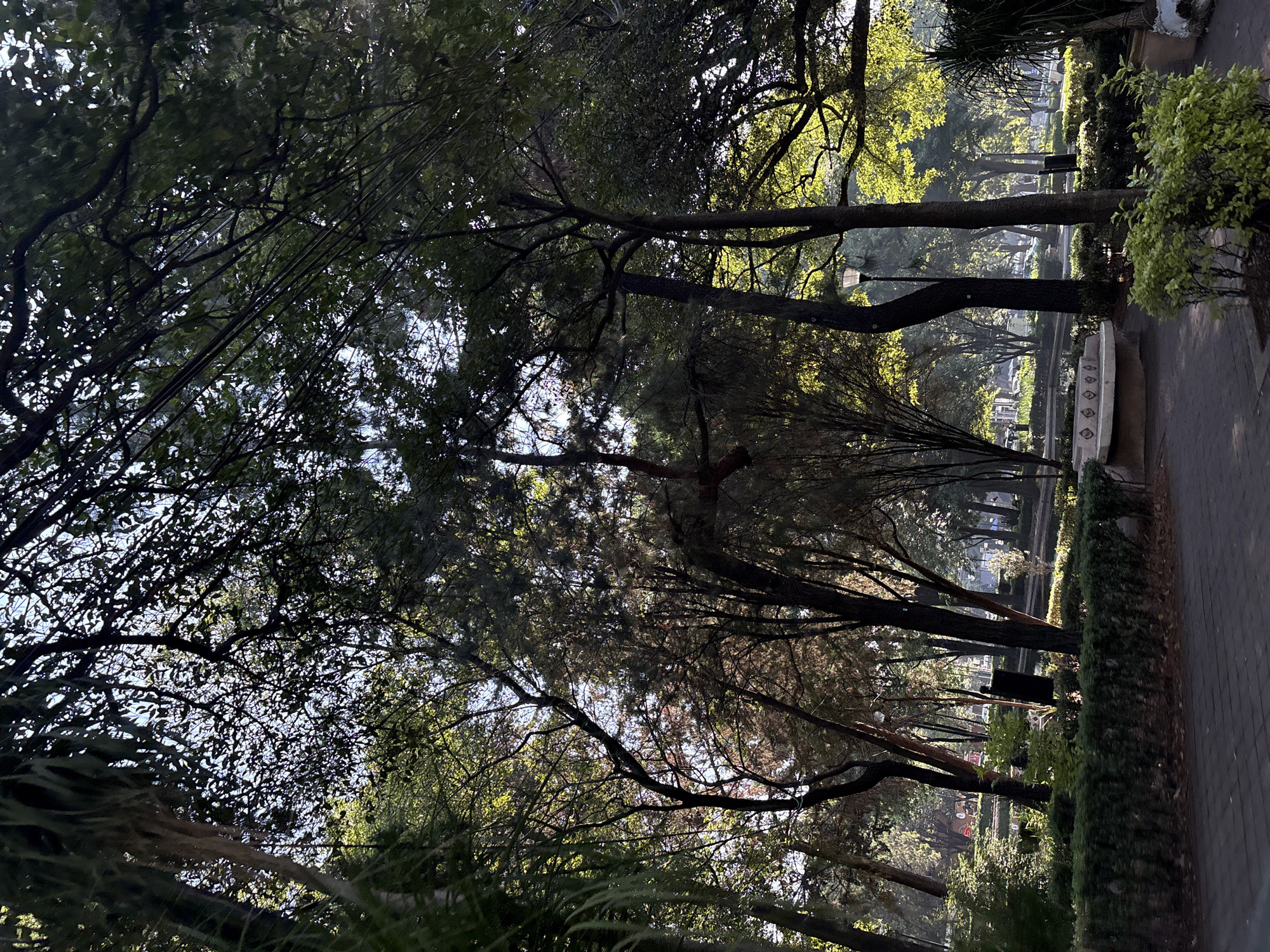 The image depicts a serene, tree-lined urban park or avenue, captured with a low-angle perspective looking upwards into the dense canopies. Tall, mature trees with thick trunks and extensive branching dominate the scene, their lush green foliage filling most of the frame. Sunlight filters through the leaves, creating bright, luminous patches and contrasting areas of deep shadow, suggesting either early morning or late afternoon.
On the right side, a paved pathway, possibly made of bricks or cobblestones, stretches into the background. Alongside the path, a decorative stone bench with carved details and a traditional lamp post are visible. Hedges and various bushes line the walkway, contributing to the verdant environment. In the upper left, some utility wires are discernible amidst the tree branches.
The scene is tranquil and devoid of people, emphasizing the natural beauty and peacefulness of the setting. The clear, warm light indicates fair weather. The composition highlights the grandeur of the trees and the dappled light effect, creating a sense of depth and immersion in nature within an urban context. There is no visible text in the image.