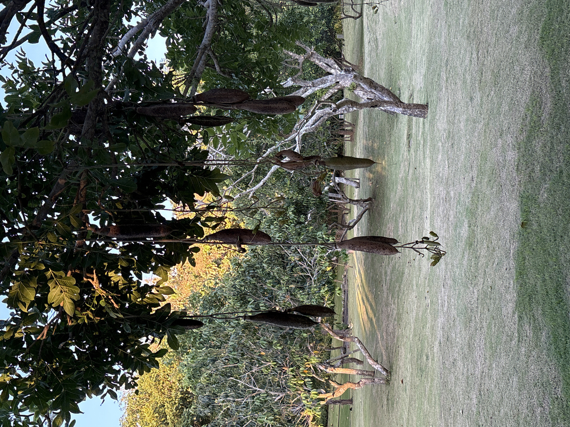 The image captures a scene in Kuta Selatan, Indonesia, showcasing trees with elongated, pod-like fruits hanging from their branches. The pods are brown and appear to be quite large, suspended by thin stems. The trees are a mix of leafy green foliage and branches with lighter, almost white bark. Below the trees, there's a well-maintained lawn, and further in the background, more trees and shrubs fill the landscape, suggesting a park or garden setting. The lighting suggests it could be late afternoon or early morning, with soft light illuminating the scene.