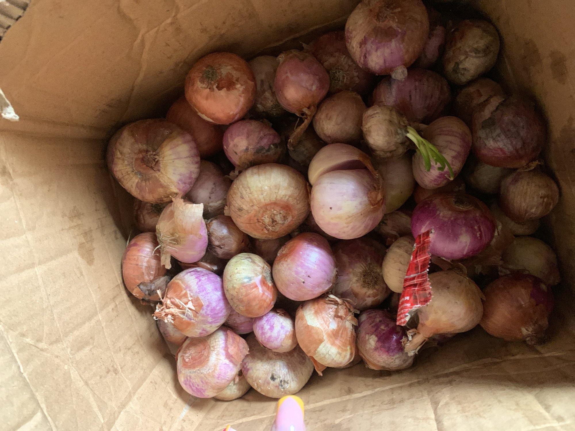 A medium shot captures a pile of red onions inside a brown paper bag. The onions vary in size and some have visible sprouts. The bag appears to be in an indoor setting, as indicated by the lighting.