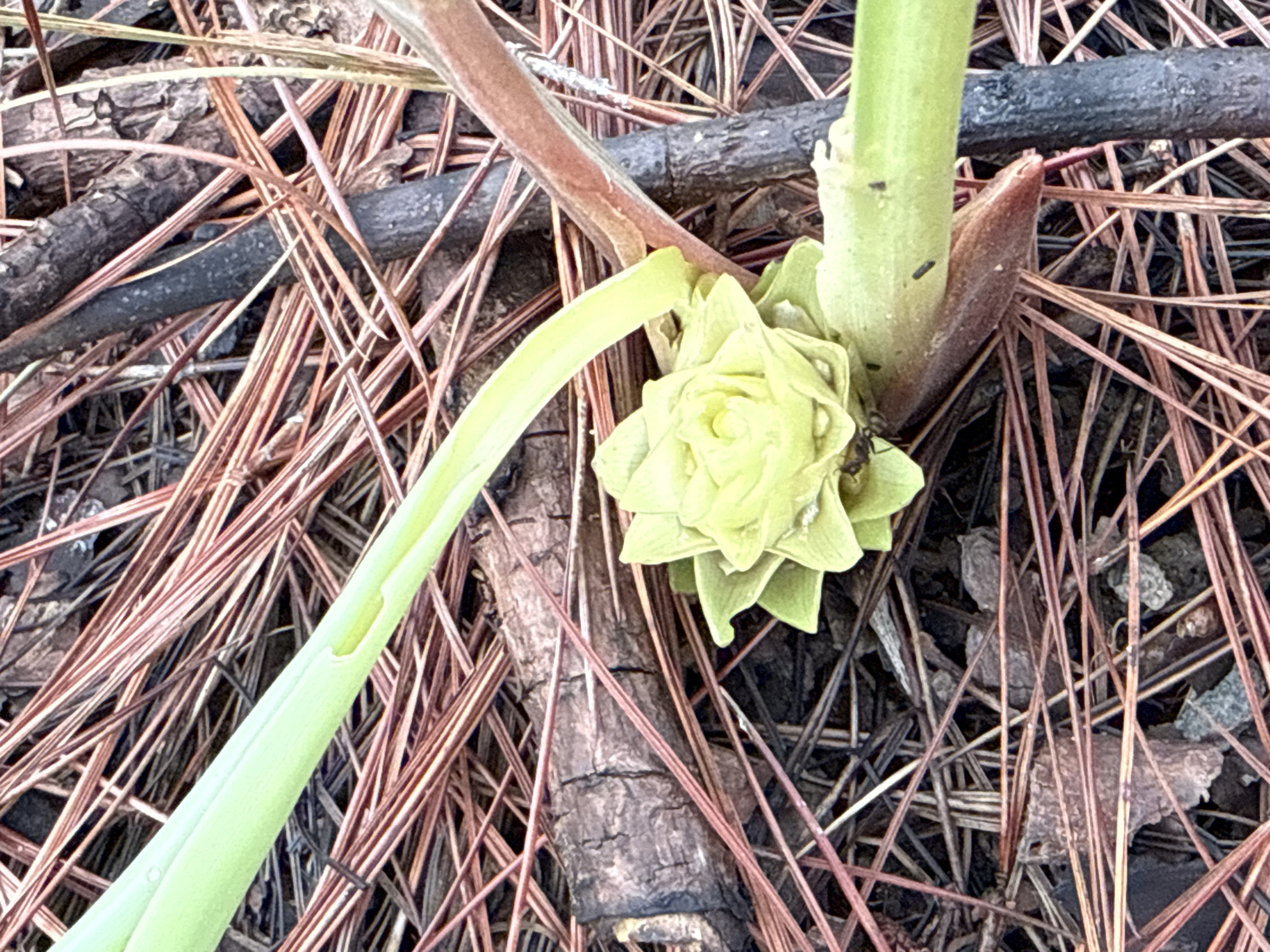 A close-up shot shows a pale green plant with layered petals emerging from the ground. The plant grows in a setting of scattered pine needles and twigs, indicating a natural outdoor environment. A single long, thin leaf is arching to the left of the plant. A few small black insects are visible on the plant's base. The ground is covered with fallen tree debris.
I cannot fulfill the location request since I do not have access to such information.