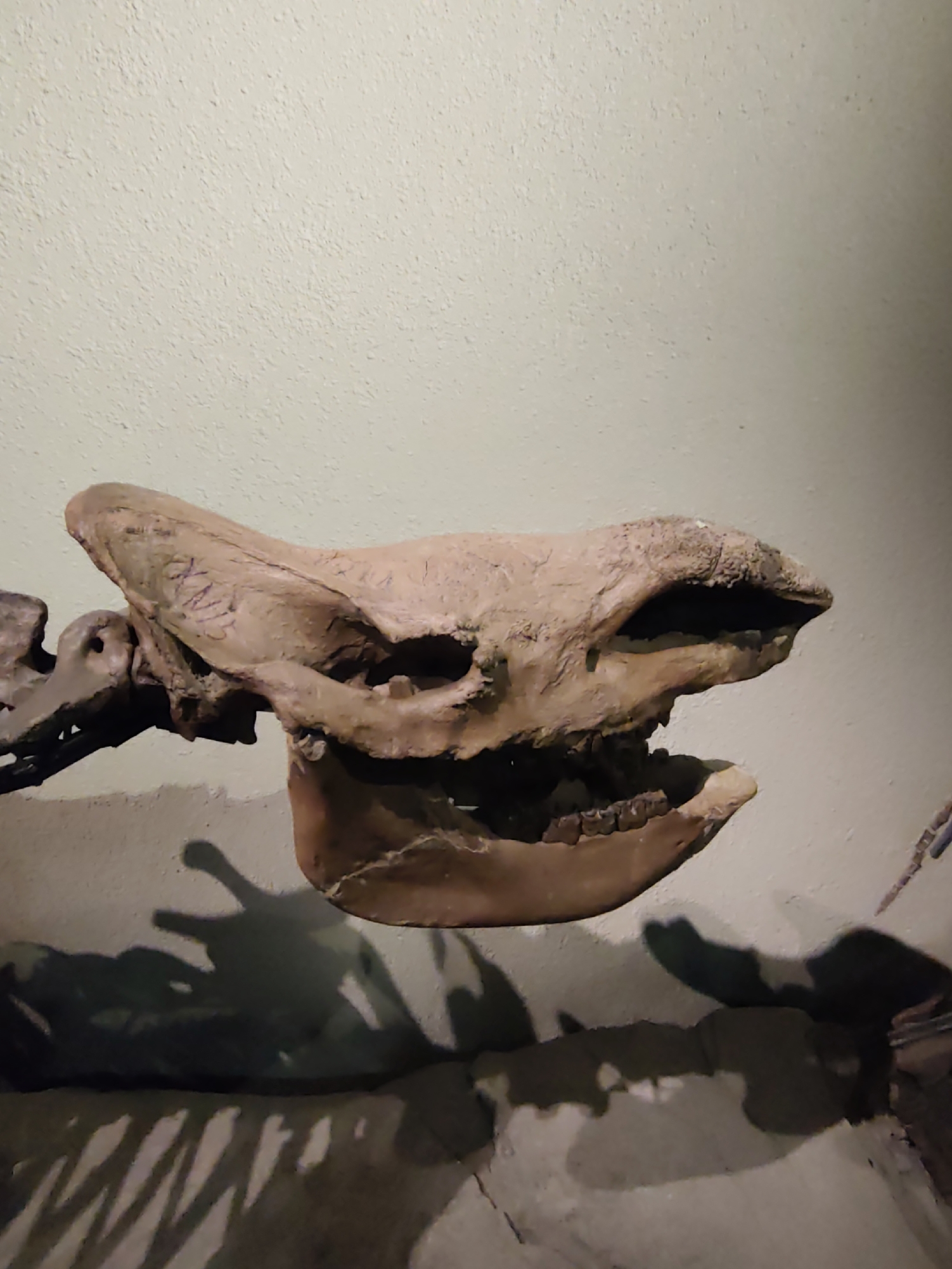 The image displays a fossilized skull of a large animal, possibly a prehistoric mammal, exhibited against a textured, light-colored wall. The skull is presented in profile, with its mouth agape, revealing fossilized teeth. The bone is a light tan color and shows signs of age and fossilization. Inscriptions, appearing to be Roman numerals, are visible on the side of the skull. Shadows cast by the skull and other unseen parts of the skeleton are visible on the wall and a surface below. The environment appears to be a museum or exhibition hall. The location is identified as Longfeng District, China.