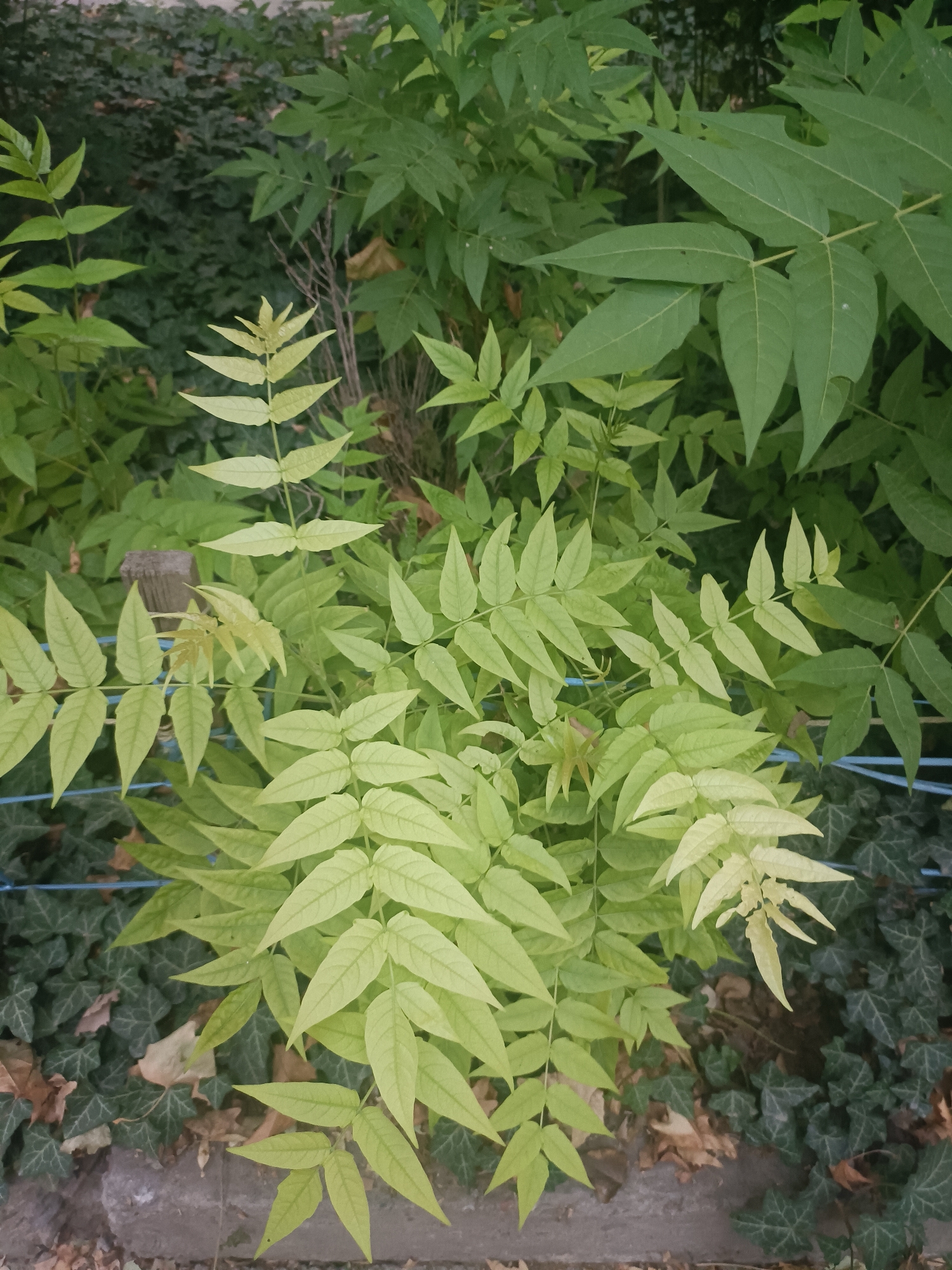 This is a close-up, eye-level, vertical shot of a plant with light green, compound leaves. The plant is in the foreground, with darker green foliage and ivy visible in the background. There are a few dry leaves on the ground. A blue wire or string is visible running horizontally across the image behind the plant. A grey concrete border is along the bottom edge, and a rough, grey wooden post is partially visible behind the plant on the left side. The scene appears to be an outdoor garden or park setting, possibly in Tashkent, Uzbekistan, given the prevalence of such plantings and the style of the surrounding vegetation. There are no people or animals visible in the image.