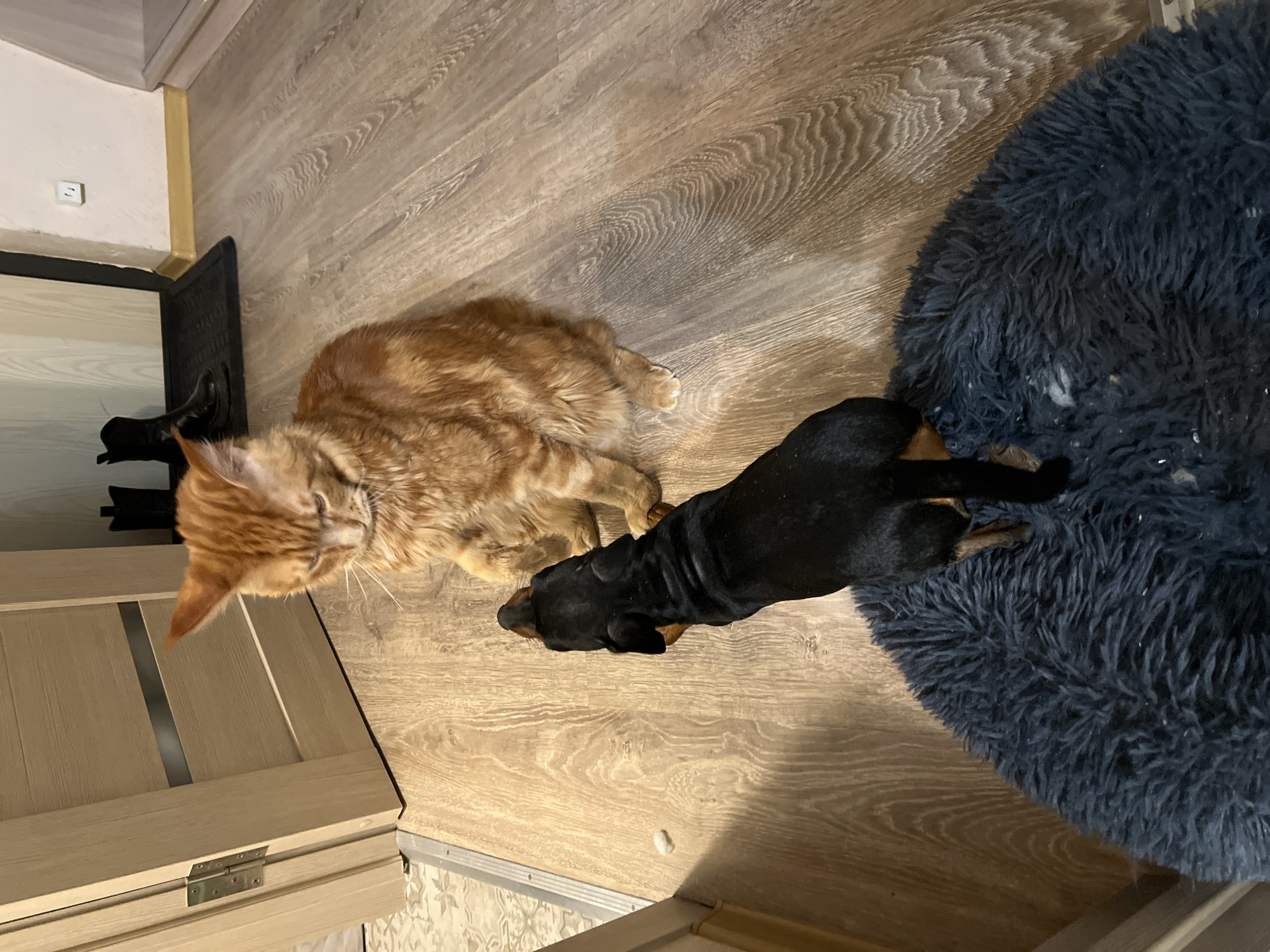 A high-angle, interior shot reveals an orange tabby cat and a dachshund dog sharing a space on a wood-patterned floor. The cat is lying down, facing the left side of the frame. Next to it, the dachshund is lying down, with its body mostly black and facing toward a round, blue, plush pet bed on the right side. The scene is illuminated by indoor lighting. The exact location in the city of Saint Petersburg, Russia cannot be determined from the visual information alone.
