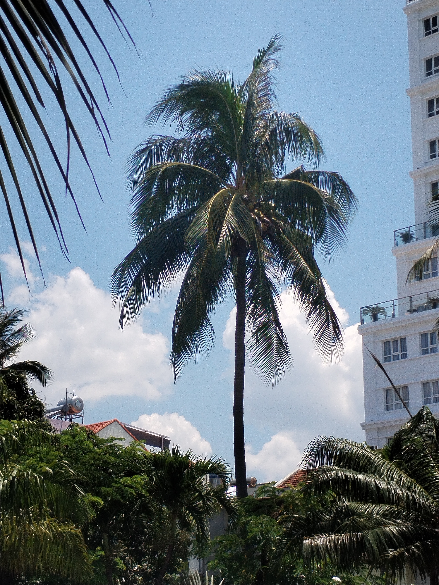 The image is an outdoor shot in Nha Trang Ward, Vietnam. It features a tall coconut palm tree with green fronds as a central element, set against a bright blue sky with puffy white clouds. To the left, fragments of dark palm fronds frame the edge of the scene. Below the central palm tree are lush green trees and vegetation. Peeking out from behind the greenery is a low-rise building with a red-tiled roof and a silver water heater on top. To the right, a white high-rise building is visible, featuring balconies with plants and multiple rows of windows. The overall scene suggests a tropical urban environment. There are no people visible in the frame.