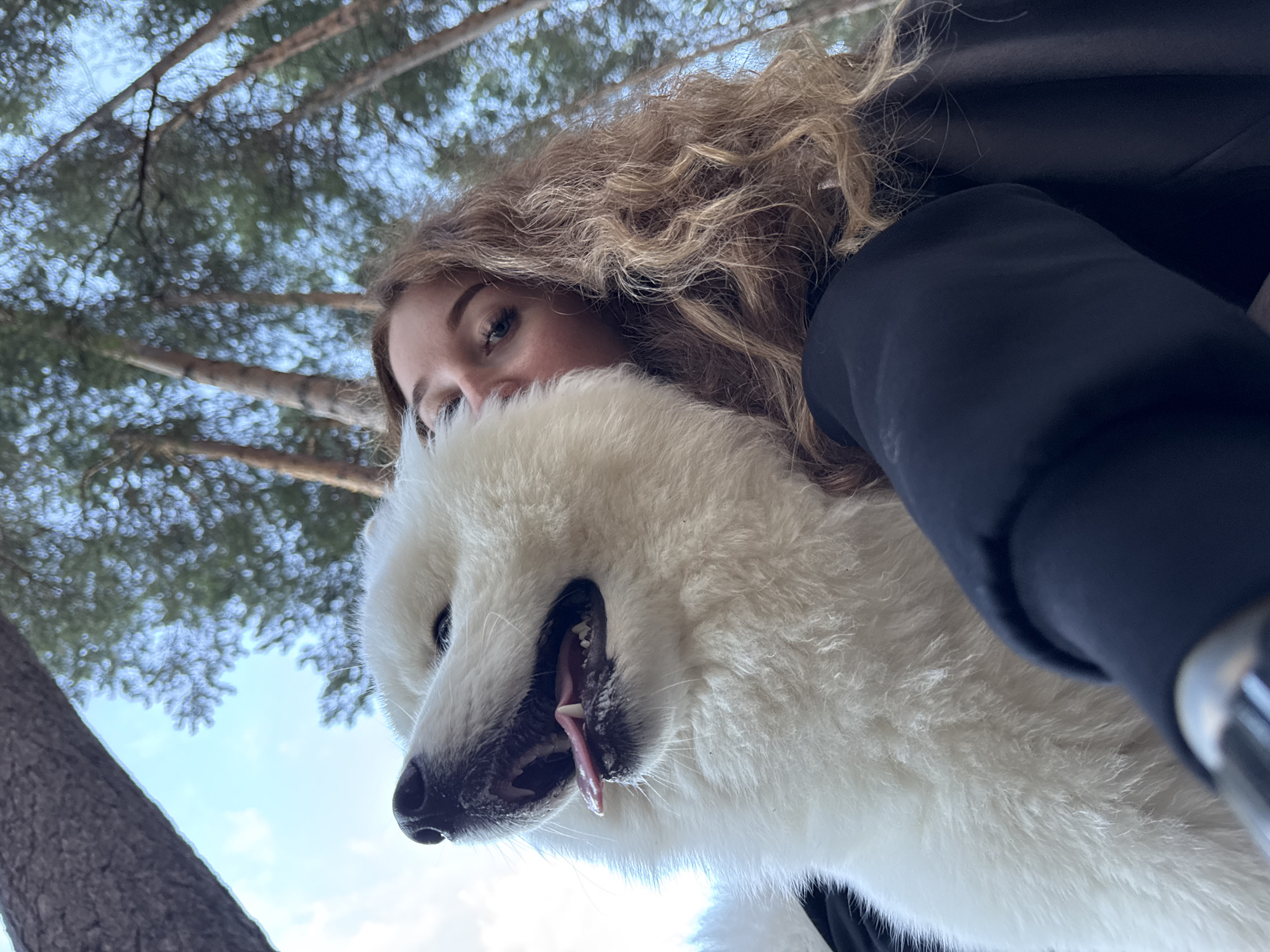 This is a low-angle, close-up, selfie-style photograph taken outdoors. The primary subjects are a young woman and a fluffy white dog, likely a Samoyed, positioned in the foreground. The woman's face is partially obscured by the dog, but her curly blonde hair and an eye are visible. She appears to be wearing a dark jacket. The dog is facing the camera with its mouth open, tongue hanging out, and a panting expression.
The background is a blur of pine trees and a bright, pale blue sky, suggesting a daytime setting, possibly late morning or early afternoon given the brightness. The presence of pine trees indicates a wooded or forested area. The low-angle perspective looking upwards gives a sense of being in nature and perhaps being held by someone or looking up from a low position. The overall mood is casual and joyful, conveyed by the dog's happy expression and the candid nature of the shot. No text is visible in the image. The location context of Chaikovsky, Russia, aligns with the visible pine trees and the likely weather conditions for an outdoor activity.