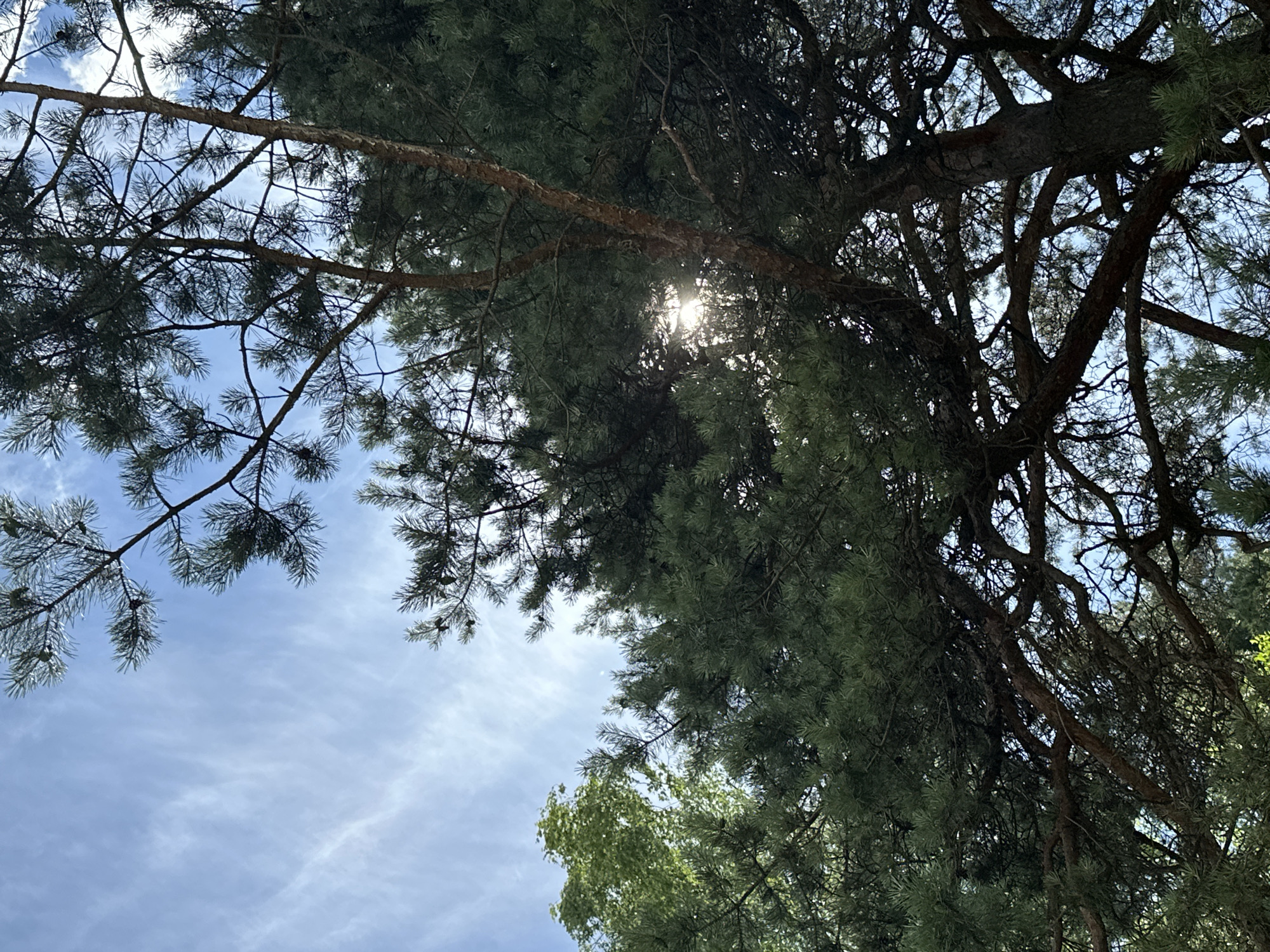 This is a low-angle, full-shot photograph looking up through the branches and needles of a pine tree. The scene is set outdoors, with a bright blue sky visible through the canopy. Wispy white clouds streak across the sky, suggesting a clear, possibly breezy day. Sunlight filters through the dense foliage, creating a dappled effect and a bright lens flare in the upper center of the image.
The primary subjects are the pine tree branches and needles, which dominate the frame. The branches are thick and woody, with rough, textured bark. The needles are dark green and form a dense, lush canopy. In the lower right corner, the edge of another tree with lighter green foliage is visible, possibly deciduous.
No people or specific objects are identifiable. The activity taking place is simply the natural growth and presence of the trees under the sky.
Notable details include the direct sunlight, indicating it is likely daytime, possibly late morning or early afternoon given the brightness. The location cues are the type of pine tree, which is common in regions like Lukovnya, Russia. The overall mood evoked is one of nature, tranquility, and the simple beauty of a forest canopy. There is no visible text in the image.