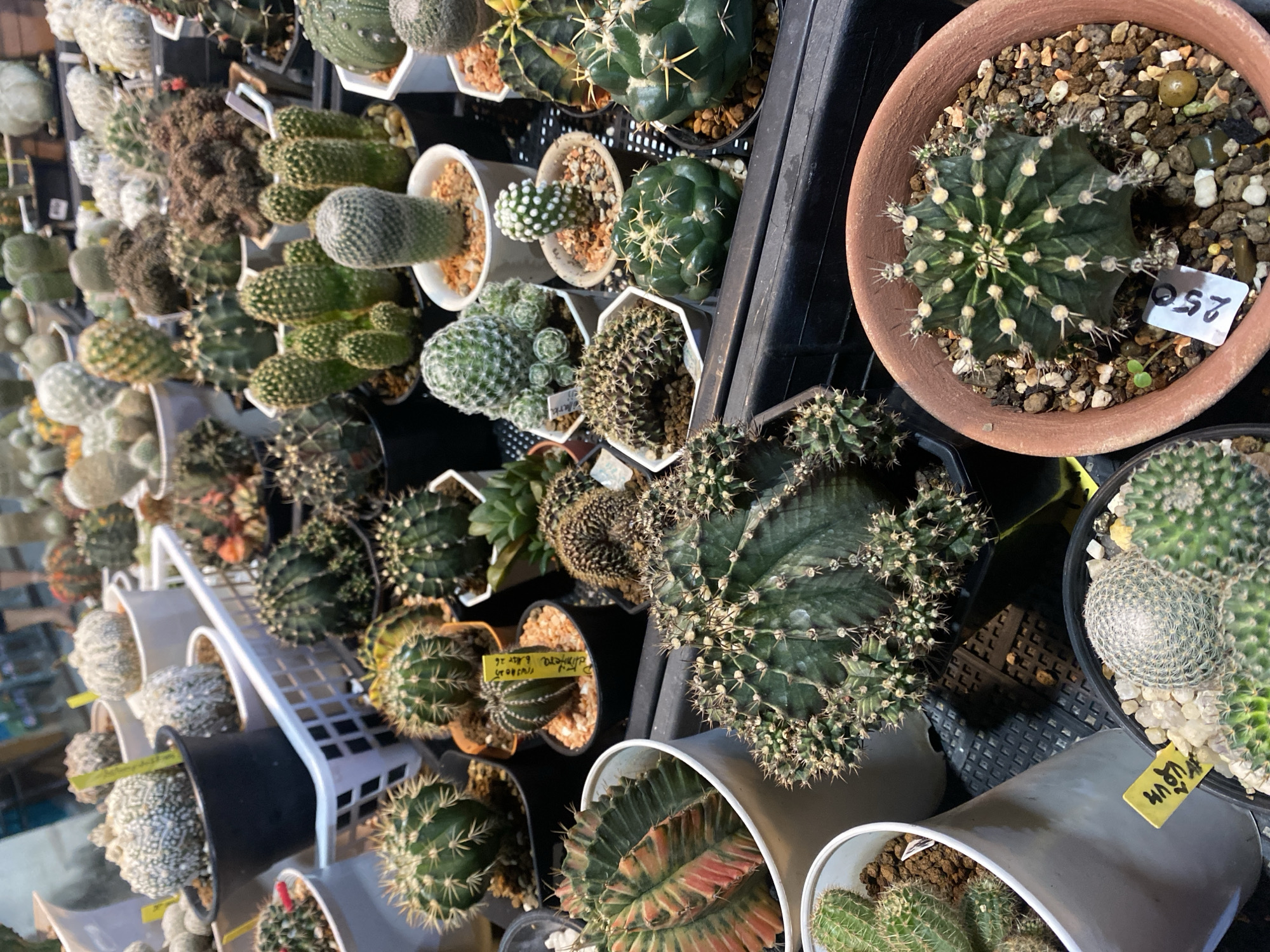 The image depicts a variety of cacti displayed for sale. They are potted in various containers, including terracotta and plastic pots, in an indoor setting. There are yellow price tags in some of the pots. The environment appears to be a cactus nursery. The location is Baan Kai, Thailand.