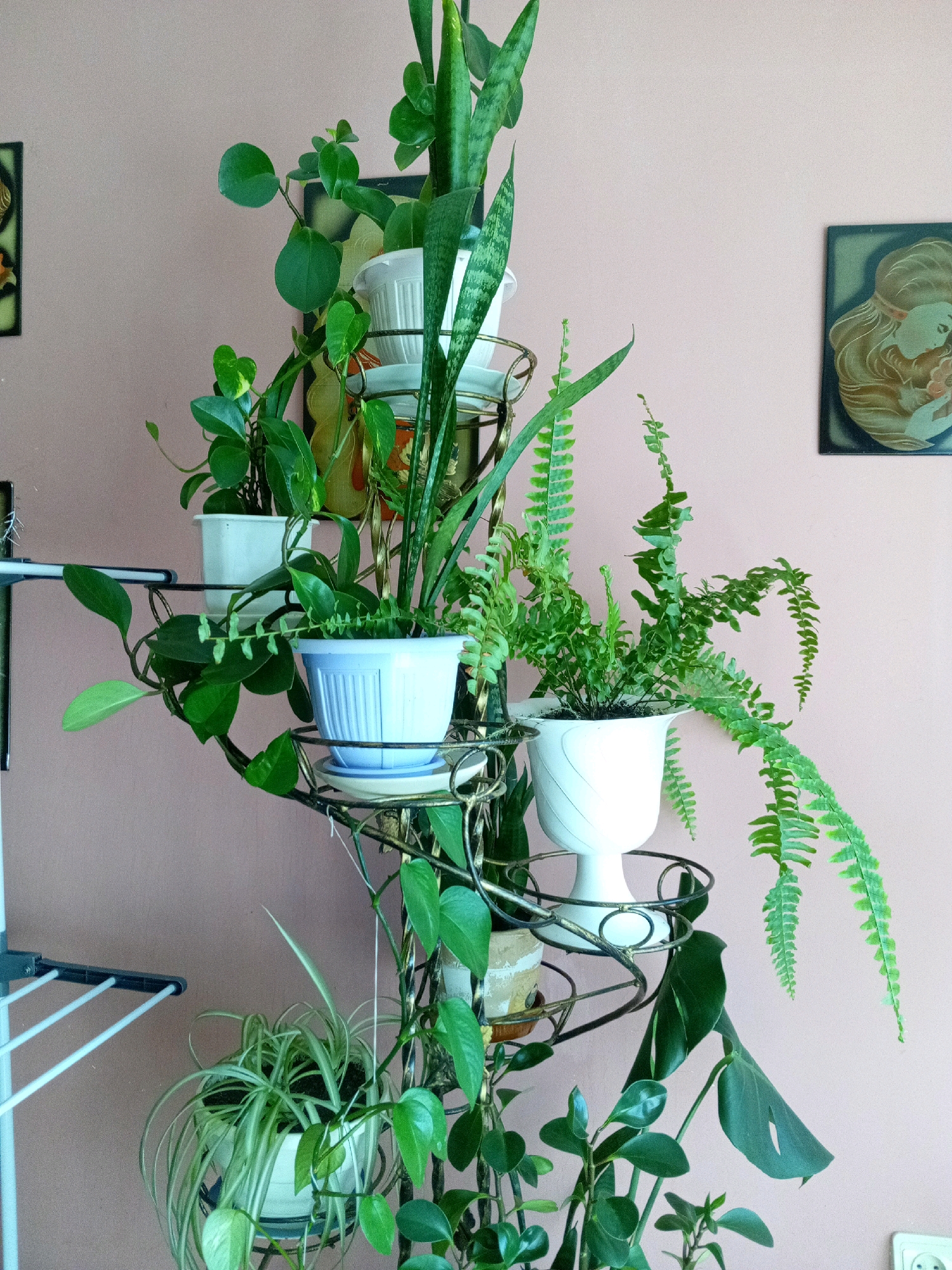 An indoor scene features a multi-tiered metal plant stand with various potted plants. The stand is positioned against a light pink wall. To the left of the plant stand, a white clothes drying rack is partially visible. On the wall, to the right of the plant stand, hangs a framed decorative art piece with a profile of a woman's head and floral elements. The plants on the stand include a snake plant, a fern, a spider plant, and other leafy green plants in white and blue pots. The overall environment appears to be a domestic setting. The image does not depict any specific location in Tiachiv, Ukraine.