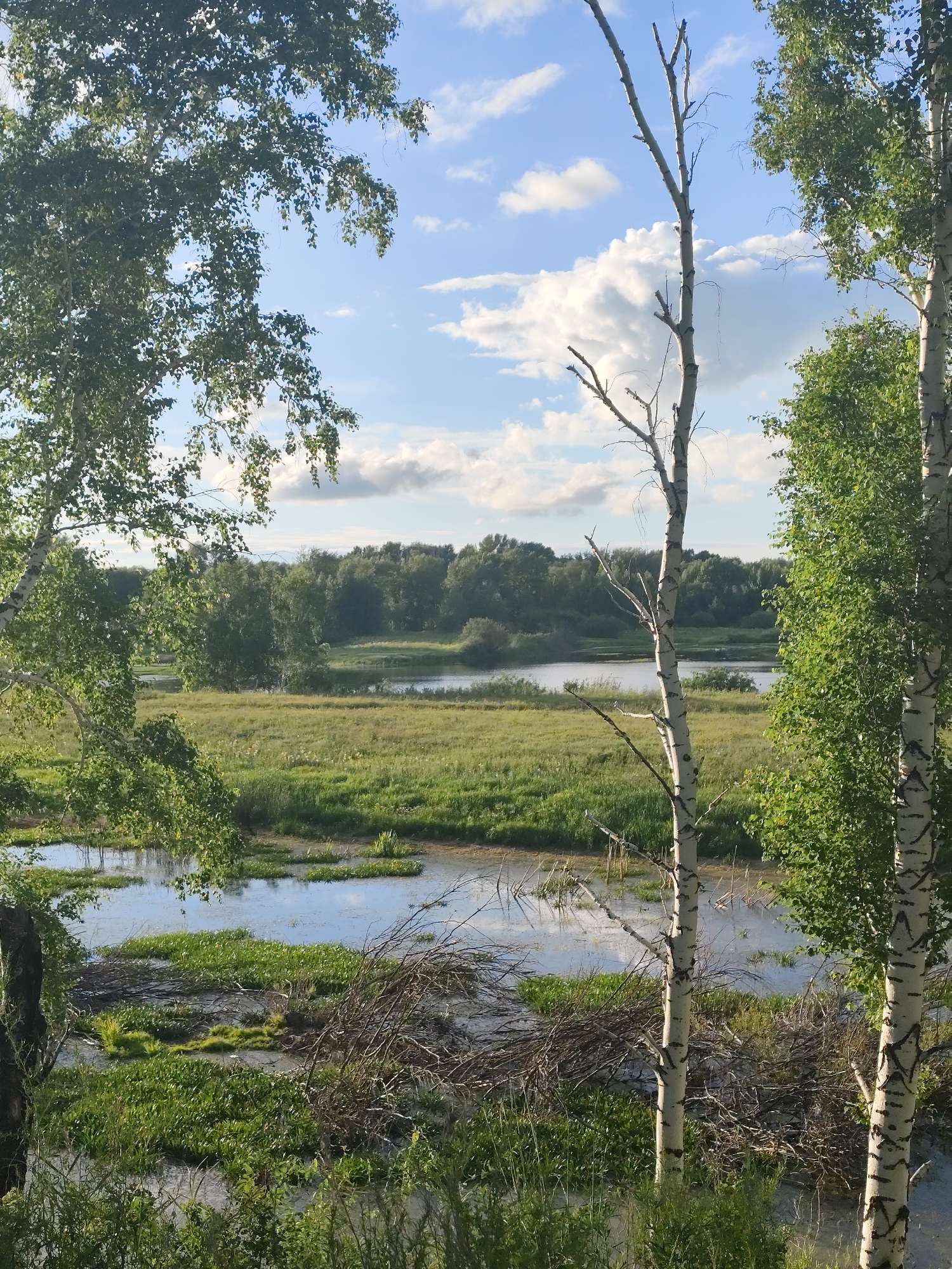 This media file shows a serene natural landscape under a partly cloudy sky, suggesting it's daytime. The scene is dominated by lush greenery, with a body of water that appears to be a river or a marshy area in the foreground and middle ground. Scattered patches of vegetation are visible in the water, and the banks are lined with tall grasses and reeds.
Several birch trees are prominent in the image, framing the view and adding a distinct visual element. One tree in the foreground is notably bare, with a white trunk marked by dark blemishes, while another to its right is full of green leaves. Trees with dense foliage also form a distant treeline across the horizon.
The water reflects the blue sky and clouds, creating a peaceful, tranquil atmosphere. The lighting suggests it could be late afternoon or early evening, given the soft quality of the light and the potential for long shadows, though shadows are not particularly pronounced. There are no people or specific objects to indicate human activity, reinforcing the feeling of a natural, undisturbed environment. The overall impression is one of quiet natural beauty and a calm, pleasant day. No text is visible in the image.