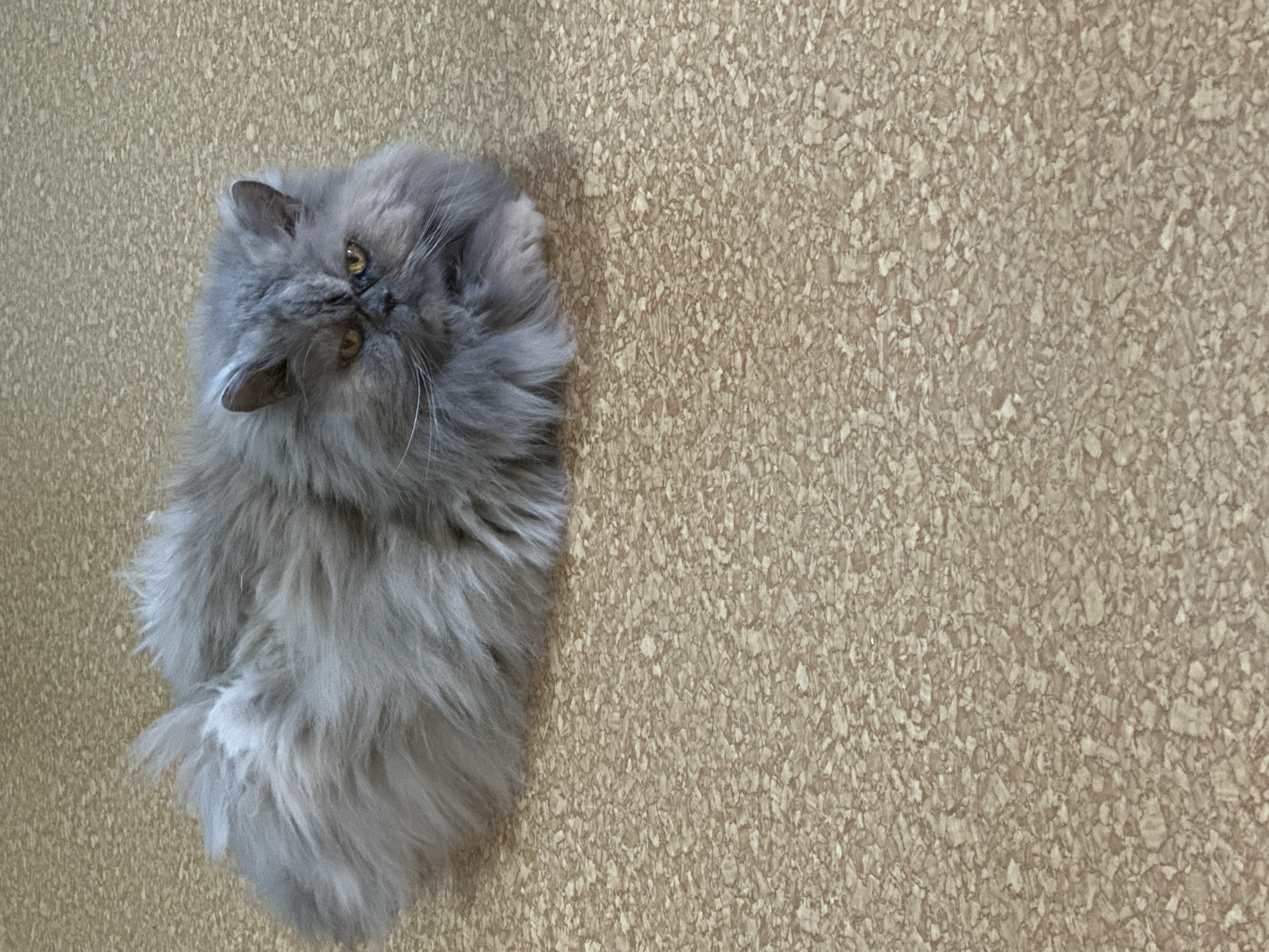 A fluffy grey Persian cat is lying on a cork-patterned floor. The cat has a flat face with orange eyes and white whiskers. Its fur is long and appears to be somewhat disheveled. The background is a textured cork surface with light brown and beige tones. The image was taken from a high angle, looking down at the cat. The location of this scene in Chaikovsky, Russia is not specified.