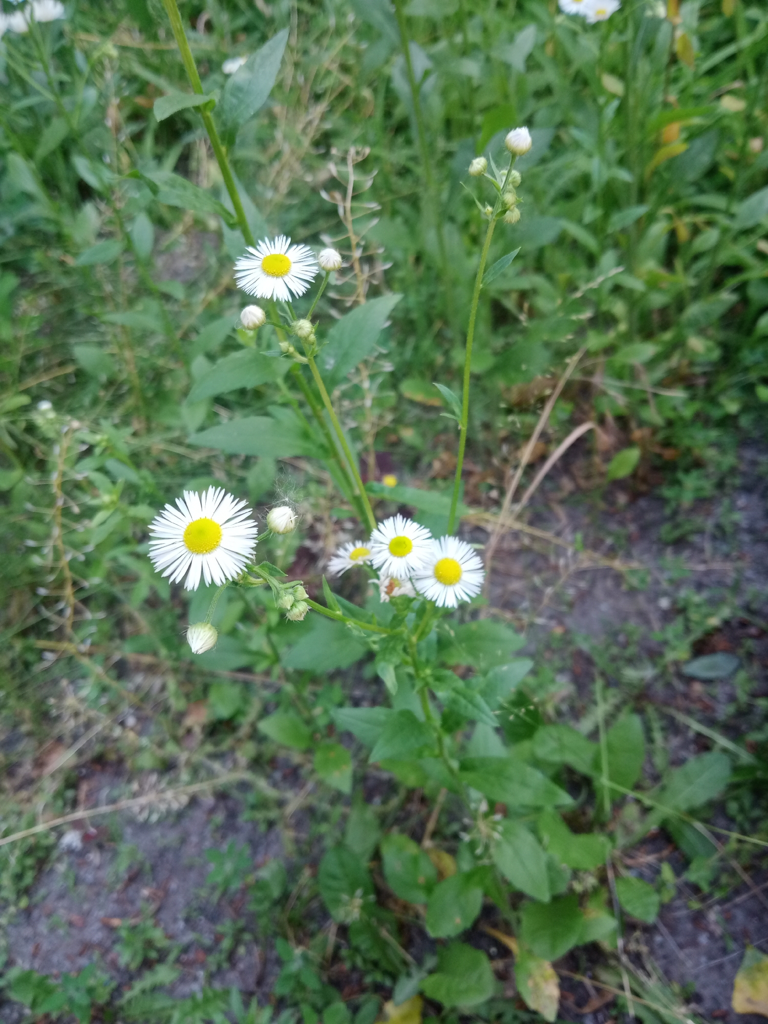 The image shows a close-up view of a cluster of small daisy-like flowers with yellow centers, surrounded by green foliage and some dry grass. The flowers have numerous white petals. Several flower buds are also visible, some closed and others partially open. The background consists of more green vegetation and patches of dark soil, suggesting an outdoor environment. The scene appears to be a natural setting, possibly a field or garden. There are no people or animals present. The lighting suggests it is daytime. The image was taken in Vlasivka, Ukraine.