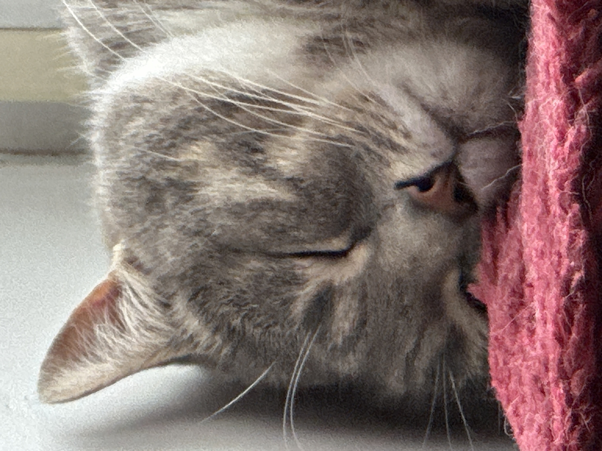 A close-up, eye-level shot shows a domestic cat sleeping on a pink, textured surface, likely a rug or blanket. The cat, with grey tabby fur and white whiskers, is curled on its side with its eyes closed. Its ears are perked, with one ear visible at the top left of the frame. The background is blurred, suggesting a shallow depth of field. The lighting appears to be natural, casting a soft glow on the cat's fur. The overall scene is peaceful and intimate. The specific location in the city of Unknown, Unknown is not discernible from the image.