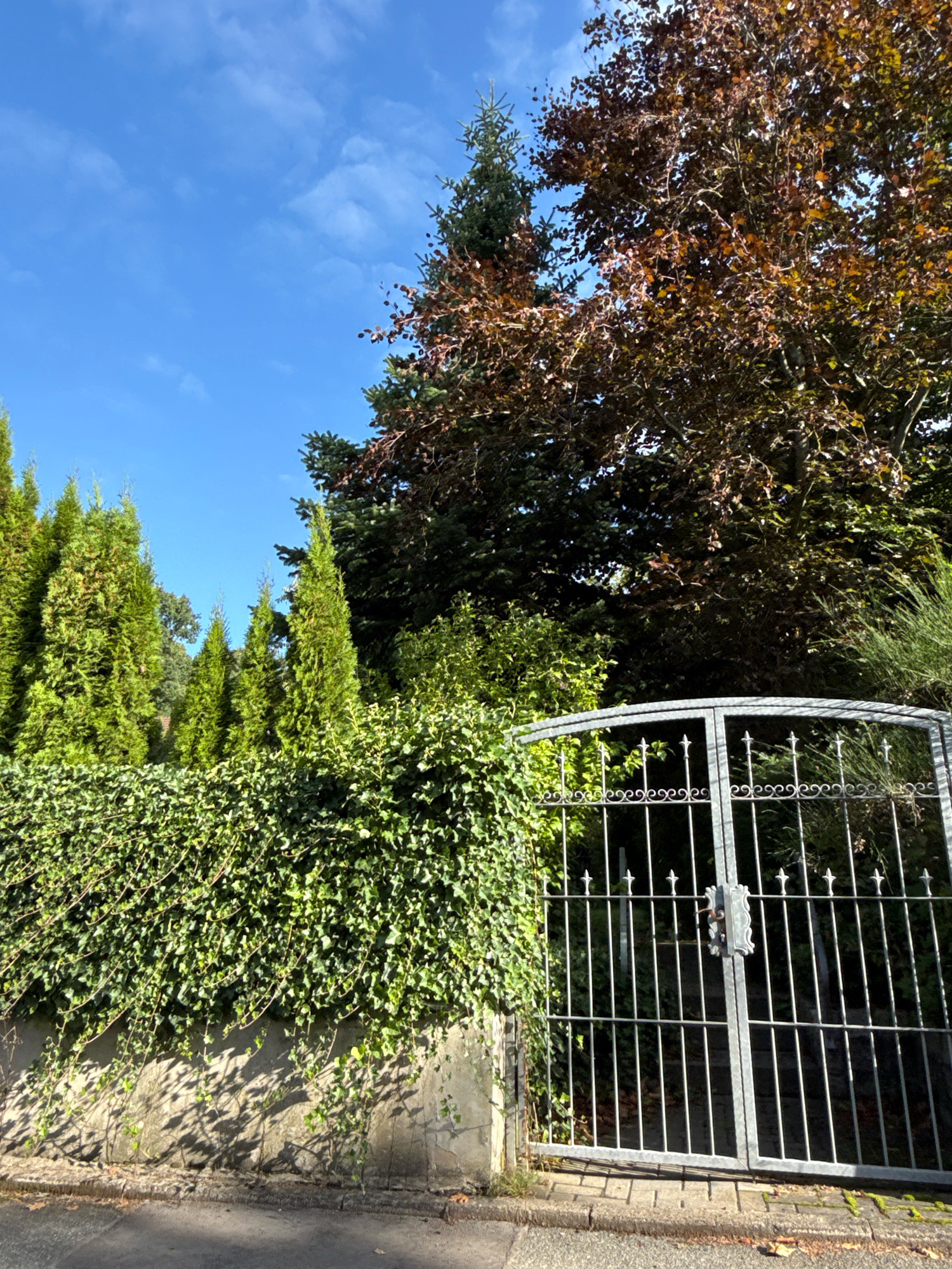 This image depicts a closed, ornate metal gate in Osterode am Harz, Germany, leading into a property with lush greenery. The gate is a double-leafed structure with a decorative scrollwork pattern along the top and vertical bars. A latch mechanism with a handle is visible on the right-hand leaf. To the left of the gate, a textured concrete wall is covered with dense green ivy. Behind the ivy and wall, a row of tall, conical evergreen trees stands prominently. Further back, a large tree with reddish-brown foliage dominates the upper right portion of the scene, its leaves appearing autumnal. The sky is a clear, vibrant blue with a few wispy white clouds. The ground in front of the gate is paved with cobblestones and a section of asphalt road is visible in the foreground, suggesting a street or driveway. Shadows from the foliage are cast across the wall and pavement.
