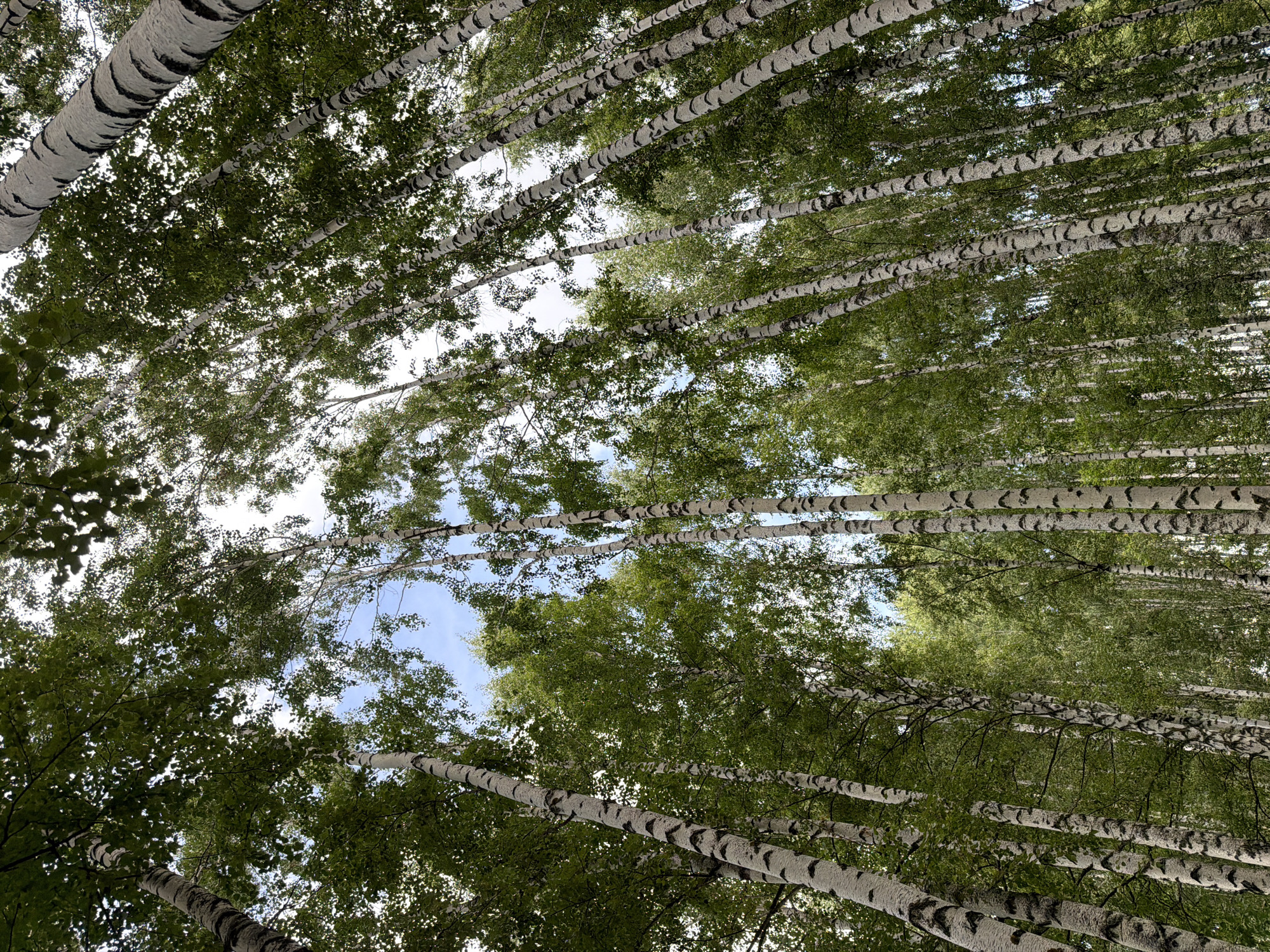 A low-angle shot looks up through a dense grove of birch trees. The white bark of the trees is marked with dark, horizontal stripes. The trees are tall and slender, and their branches are covered in green leaves. The sky is visible through the canopy, with patches of blue and white clouds. The image appears to be taken in a natural setting, such as a forest or park.