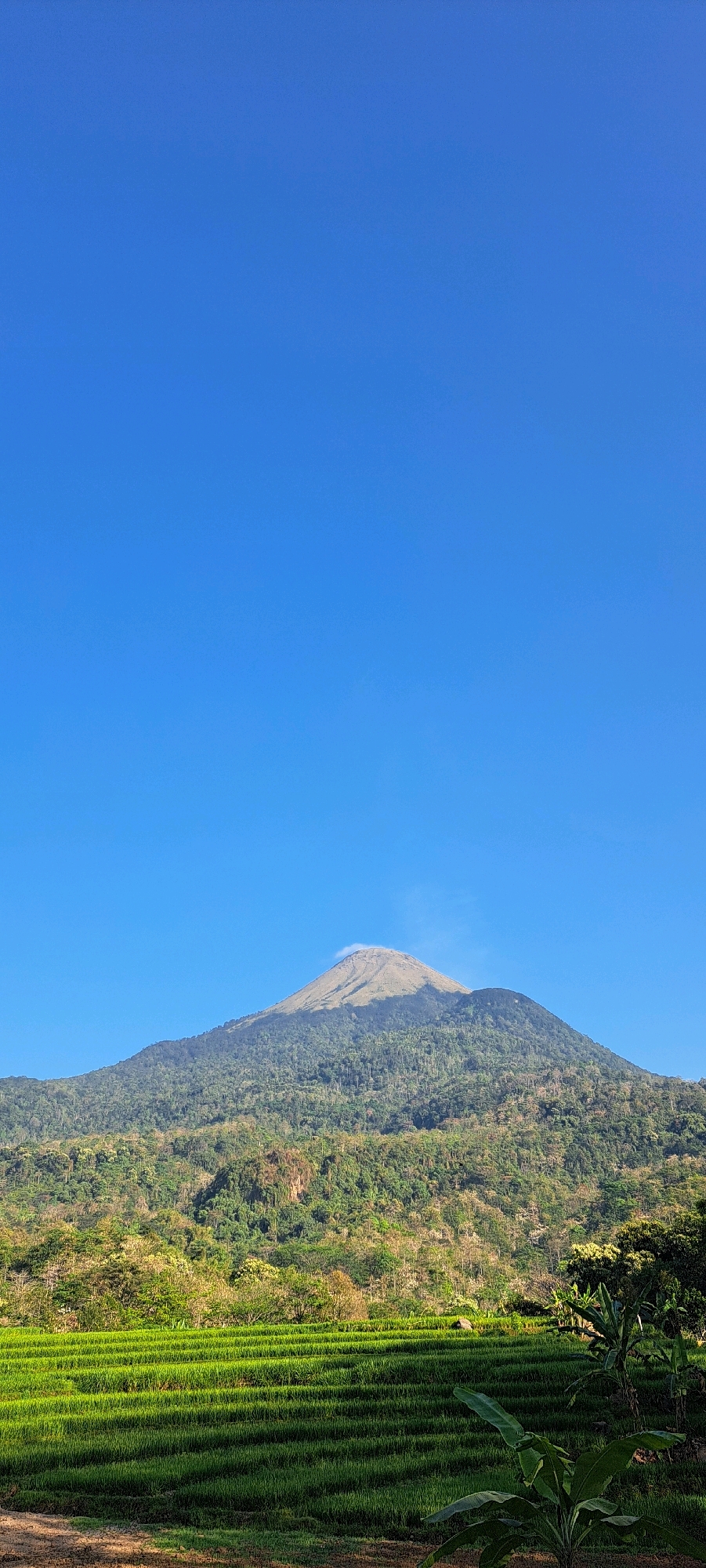 This is a vertical, eye-level, full shot of Mount Semeru in Sukoreno, Indonesia, under a clear blue sky. The foreground features lush green terraced rice fields, with banana trees visible on the right. The middle ground is dominated by dense green forest covering the lower slopes of the mountain. The upper slopes of Mount Semeru are covered in light green grass, and a faint wisp of smoke or cloud is visible near the summit, suggesting volcanic activity. The lighting indicates it is daytime, with the sun casting shadows. There are no people or animals visible in the image.