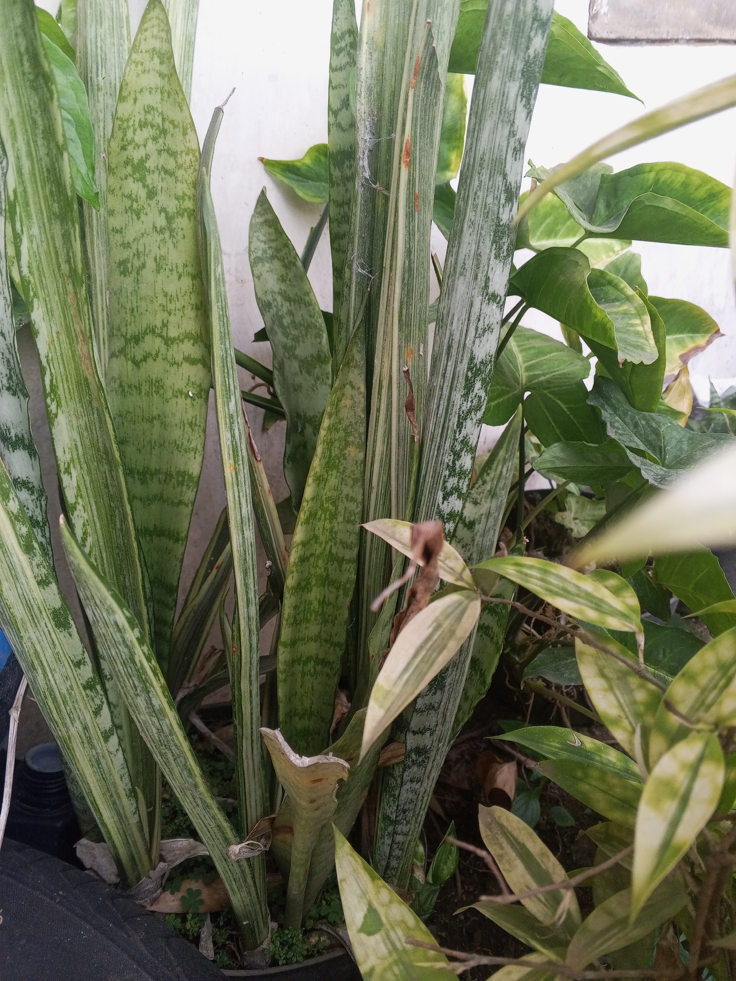 A close-up, eye-level shot captures a dense cluster of snake plants (Sansevieria trifasciata) and other greenery in an outdoor setting, likely a garden or planter, in Turen, Indonesia. The snake plants, characterized by their upright, sword-shaped leaves with variegated patterns of green and pale yellow, dominate the foreground and midground. The leaves are edged with a lighter shade and exhibit subtle horizontal banding. Among the snake plants, other plants with broader, heart-shaped leaves in a darker green are visible, suggesting a mixed planting. Some of the leaves display yellow or faded edges, indicating potential signs of age or environmental stress. The background is a plain white wall, partially obscured by the foliage, suggesting an urban or suburban environment. The overall impression is one of lush, untamed growth.