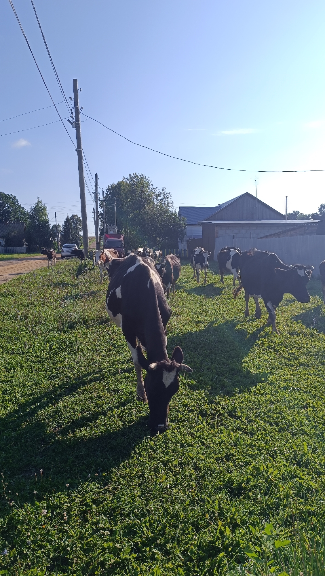 In Karsha, Russia, a herd of Holstein Friesian cows grazes on a grassy field under a clear blue sky. The cows, predominantly black and white, are scattered across the frame, with one in the foreground facing away from the camera and lowering its head to eat. In the background, a dirt road runs alongside the field, with a utility pole and overhead wires on the left. A few houses and buildings are visible further down the road, along with trees and a red truck. The scene captures a rural setting with livestock in a pastoral environment.