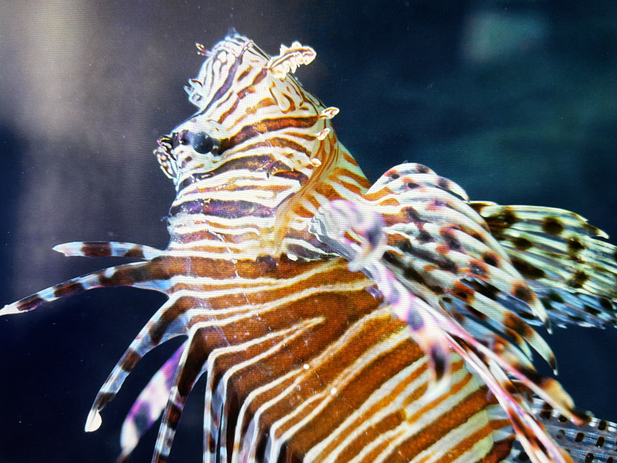 A lionfish swims in an aquarium. The fish has distinctive orange and white stripes and feathery fins. The background is a dark, murky blue-green, suggesting water. The image does not provide any information about the city of Kyiv, Ukraine.