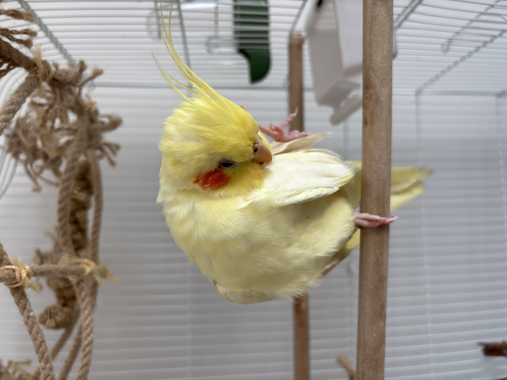 A vibrant yellow cockatiel with distinctive orange cheek patches is captured in an unusual pose, clinging sideways to a light brown wooden perch inside a birdcage. The bird's head is tilted, and its left eye appears partially closed, suggesting a moment of rest, play, or perhaps preening. Its crest feathers are raised, adding to its dynamic appearance.
The cockatiel's feet are gripping the vertical perch securely. In the foreground to the left, a braided rope toy made of natural fibers is visible, hanging inside the cage, slightly out of focus. The background consists of white wire cage bars, which are also slightly blurred, indicating a shallow depth of field that keeps the bird in sharp focus. Partially visible in the background are elements like a white plastic feeder or water dish, and a blurred green object, possibly another accessory.
The lighting is soft and even, suggesting an indoor setting. The image conveys a sense of the bird's comfort and perhaps playfulness within its enclosure. No text is visible in the image. While the location context is Krasnoyarsk, Russia, this information is not visually discernable from the image itself.