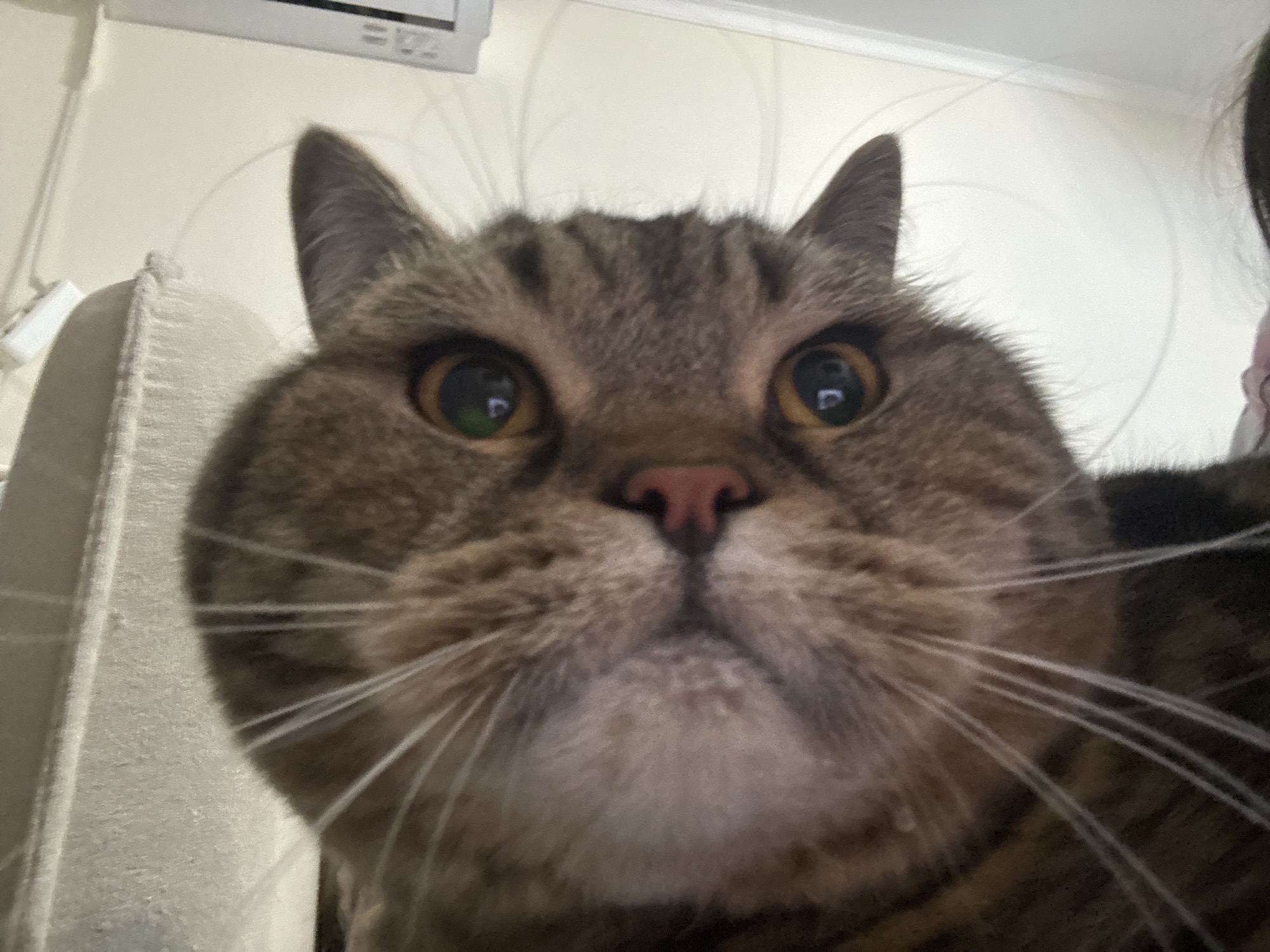 A close-up, low-angle, eye-level, full-frame indoor shot focuses on the face of a domestic cat, positioned directly facing the camera. The cat has tabby markings in brown and gray, with prominent whiskers and large, round, yellowish-green eyes. Its nose is pink. The background is softly lit and out of focus, featuring a white wall with faint horizontal lines and a white object that appears to be an air conditioner unit. To the left, a portion of a textured, light-colored surface, possibly furniture, is visible. To the right, a person's dark hair and shoulder are partially captured. The image appears to be a selfie taken by the cat or its owner. The location is identified as Mikhaylovsk, Russia.