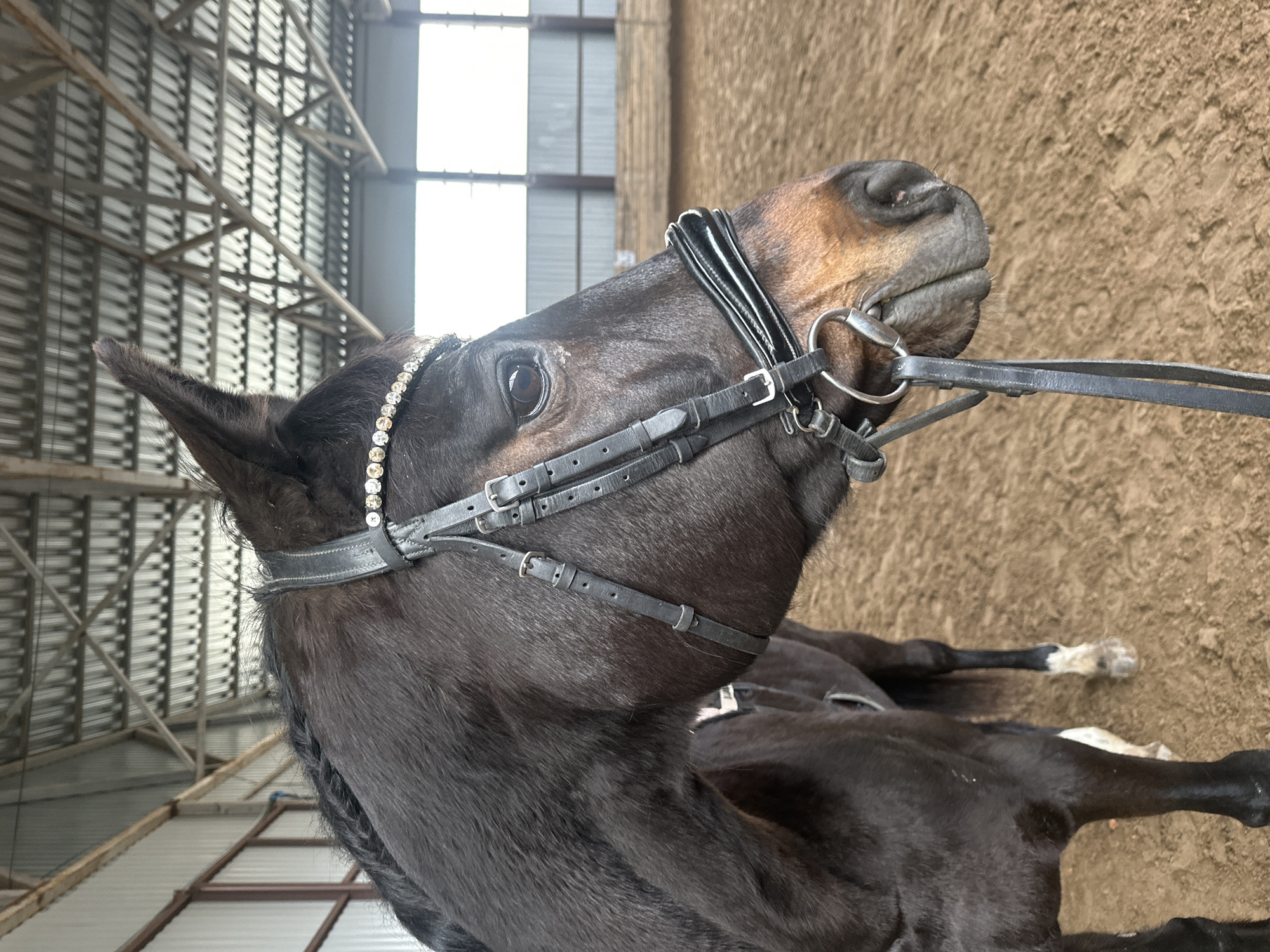 The image shows a horse's head and partial body, viewed from a low angle. The horse is wearing a black bridle with a decorated browband and a bit in its mouth. The horse is dark in color with some brown markings on its nose. The location appears to be an indoor riding arena with a sand or dirt floor. The structure has a metal roof. There is no evidence to confirm this is the city of Slashchevo, Russia.