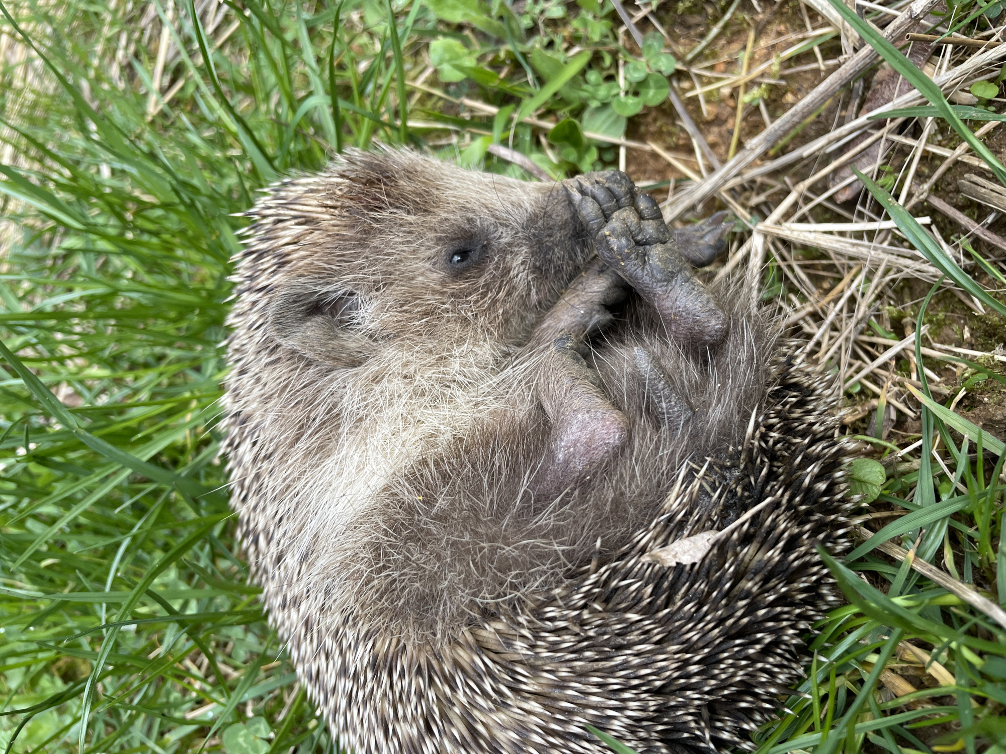 A hedgehog is curled up in the grass. The hedgehog's face is visible, and its paws are covering its eyes. The hedgehog's spines are visible along its back. The grass is green and lush. The hedgehog is on bare dirt and twigs on one side of the grass. The location is an outdoor environment, but the city of Zlatograd, Bulgaria, cannot be verified from the image alone.