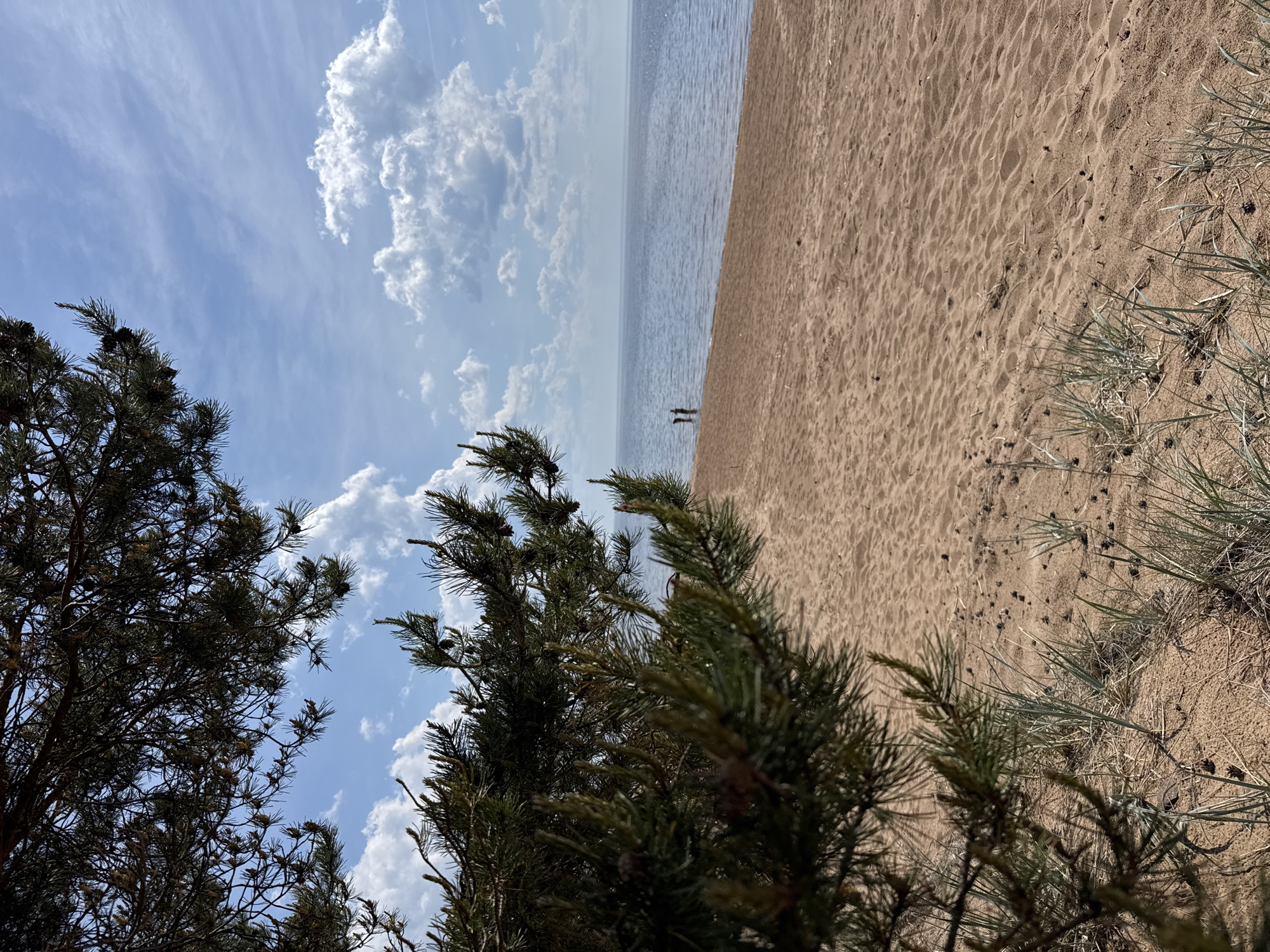 The image displays a serene outdoor scene, rotated 90 degrees clockwise, showing a sandy beach, a body of water, and a sky with clouds, framed by coniferous trees.
In the foreground, dark green pine branches with visible cones are prominent, extending from the bottom and bottom-left of the frame, partially silhouetted against the bright sky. Along the top-right edge, sparse green and dry grasses grow on the sandy ground.
The right half of the image is dominated by a wide expanse of light brown sand, showing textured ripple marks and scattered dark specks, possibly small pine cones or debris. A calm body of water stretches vertically through the middle of the frame, meeting the sand. Two small, dark, human-like figures are visible in the distance, standing or walking near the waterline where the sand meets the water. The water extends to a hazy horizon line further to the left, indicating its vastness.
The left side of the frame is filled with a bright blue sky, featuring a mix of fluffy white cumulus clouds and wispy, high-altitude clouds.
The scene depicts a peaceful, clear, and sunny daytime, likely morning or afternoon, with no discernible harsh shadows. The overall impression is one of natural tranquility. The elements of a sandy beach, pine trees, and a large body of water are consistent with the provided location context of Zelenaya Roshcha, Russia, which is known for its shores along the Gulf of Finland. There is no visible text in the image.