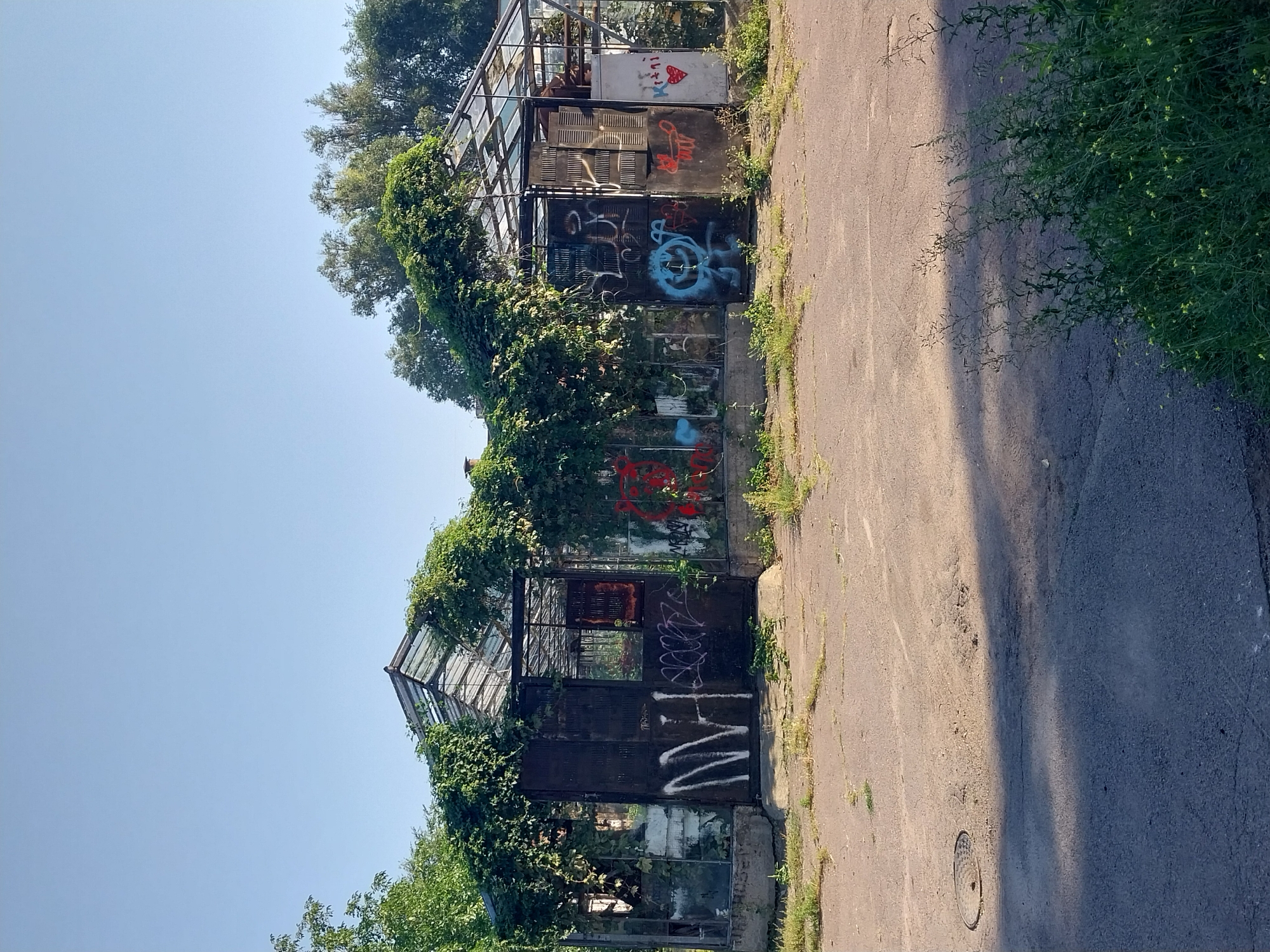An abandoned greenhouse structure, covered in overgrown vines, stands under a clear blue sky in Doslidne, Ukraine. The greenhouse has a metal frame and glass panels, some of which are broken or missing. The exterior walls are covered in various graffiti tags, including white lettering on the left door, red spray paint on the right side of the left section, and a blue circle with a smiley face and a red fox drawing on the right section. A heart symbol with some Cyrillic lettering is visible on a concrete panel on the far right. The surrounding ground is paved with asphalt, showing cracks and patches of dry grass and weeds. A manhole cover is visible in the lower left quadrant of the image. The scene appears to be in a state of disrepair and neglect.