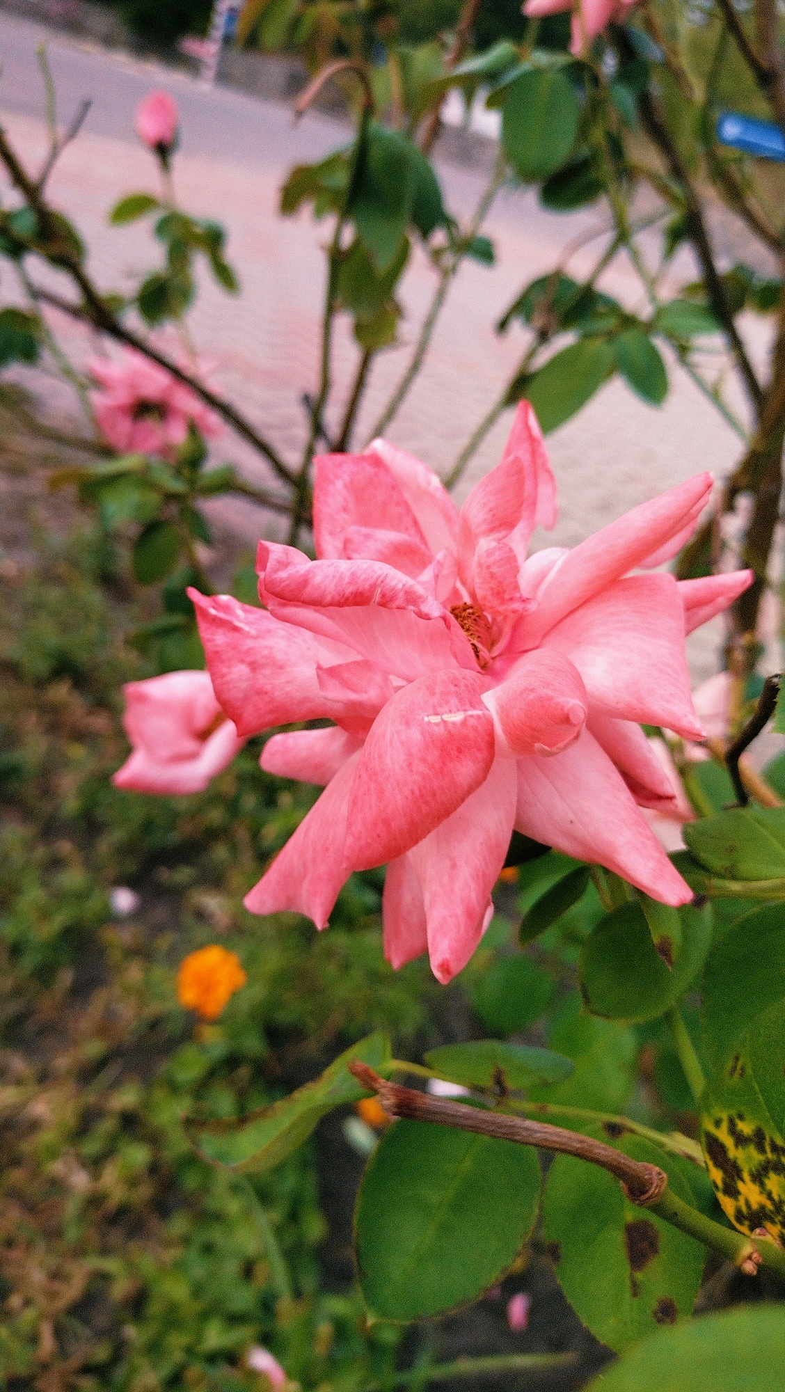 A close-up, vertical shot shows a vibrant pink rose in bloom, its delicate petals unfurling against a soft, blurred background. The rose is the clear focal point, with its intricate layers and soft hues dominating the frame. Behind it, a few more pink rosebuds and leaves are visible, also out of focus. The setting appears to be a garden or park area within the city of Horishni Plavni, Ukraine, with hints of a paved surface and greenery suggesting an urban outdoor environment. The lighting is soft and diffused, contributing to the gentle and serene atmosphere of the image.