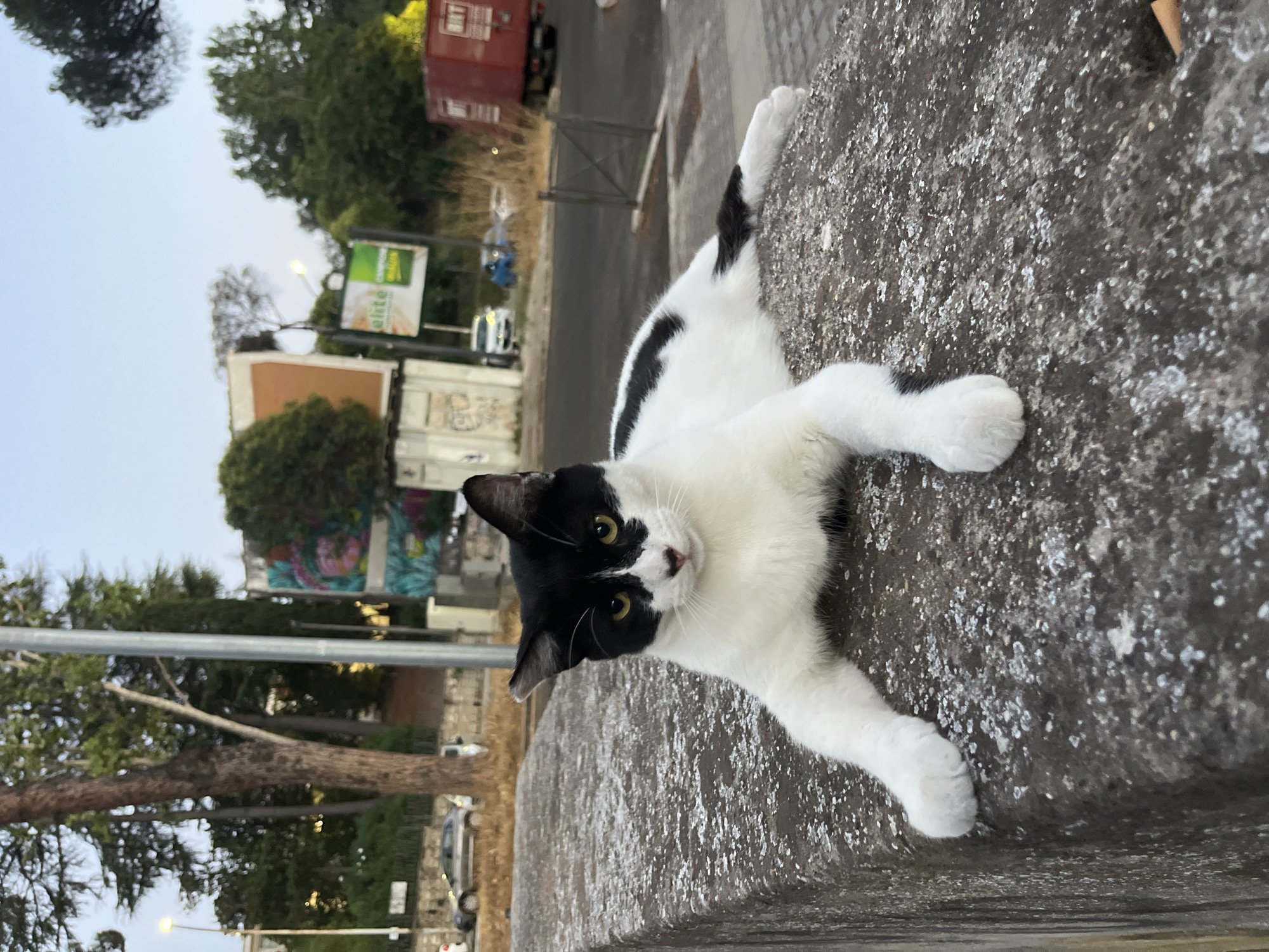 A black and white cat is lying on a rough, textured concrete barrier. The cat is facing the camera with its front paws extended forward and its hind legs stretched out to the side. Its fur is predominantly white with black markings on its head and back, including a distinctive black patch over its left eye and ear. The cat has yellow eyes and a pink nose.
In the background, a street is visible with cars and a red truck. There are trees, buildings, and streetlights, suggesting an urban environment. A mural or graffiti with colorful imagery is present on one of the buildings. The sky is a light blue, indicating it is either early morning or late afternoon. The overall scene appears to be set on a street in Rome, Italy, given the architectural style of the buildings and the presence of urban elements commonly found in the city.