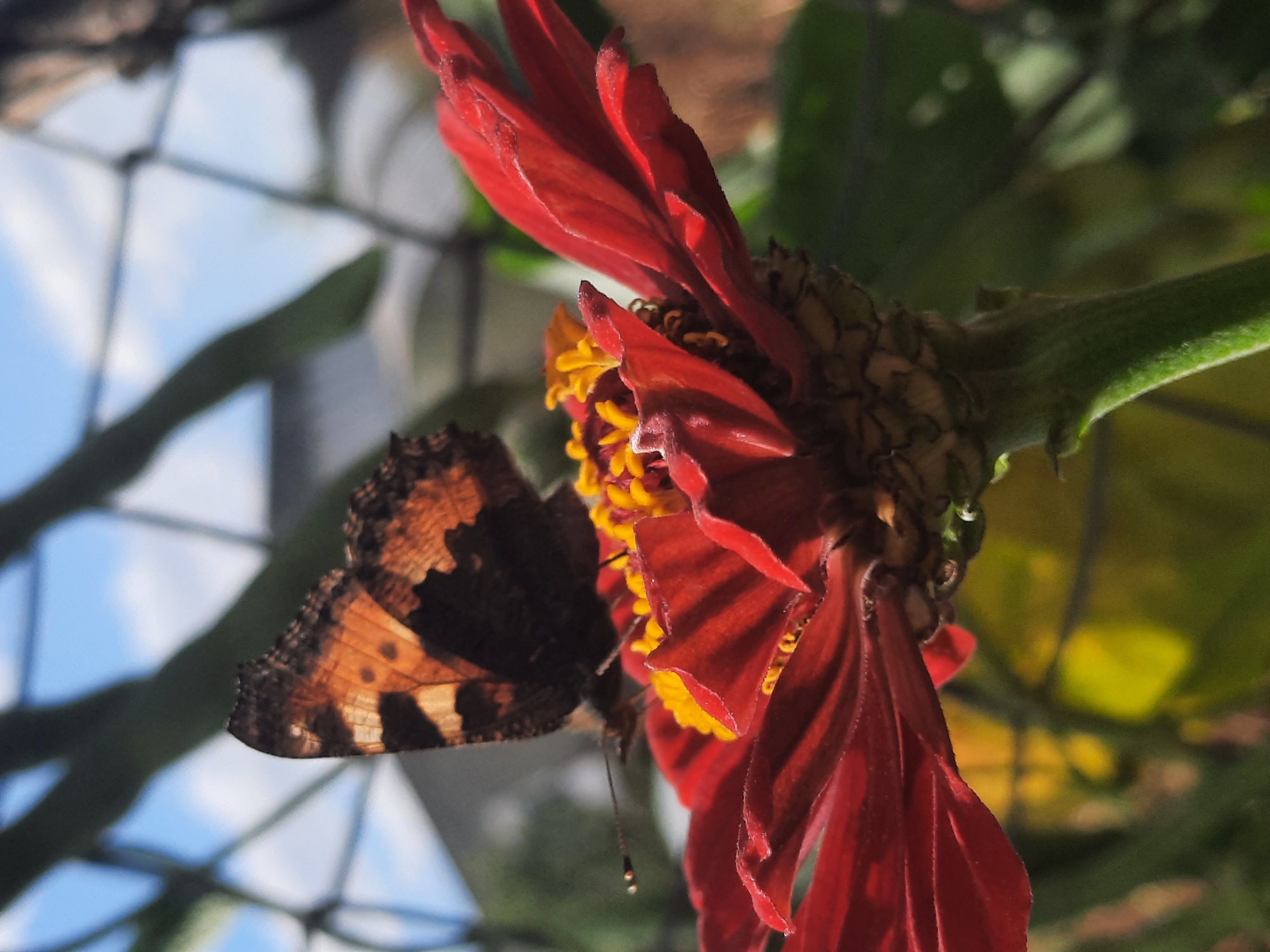 A butterfly with orange and black wings rests on a red zinnia flower. The flower has yellow stamen in the center. The background is out of focus, showing greenery and a blue sky with white clouds, and a mesh fence. The image was taken in Shklow, Belarus.