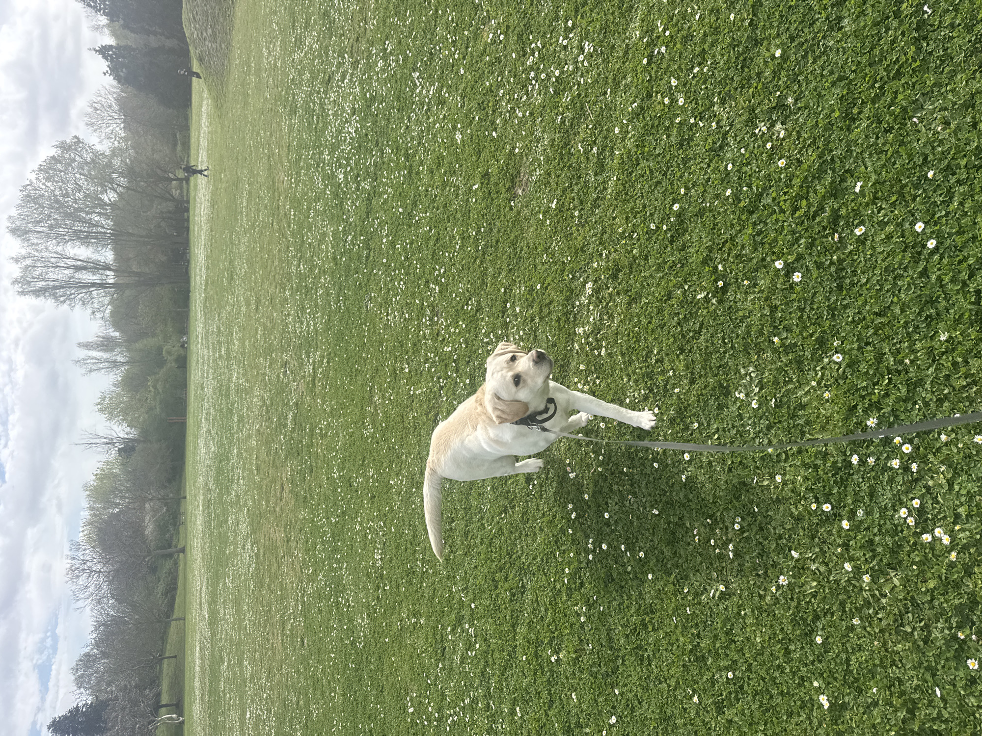 A tan Labrador retriever dog is the main subject of the image, standing on a vast, green lawn speckled with small white daisies. The dog is wearing a black collar and leash, and its attention seems directed upwards. The lawn extends into the distance, where trees and other figures are visible. The location is a park in London, United Kingdom.