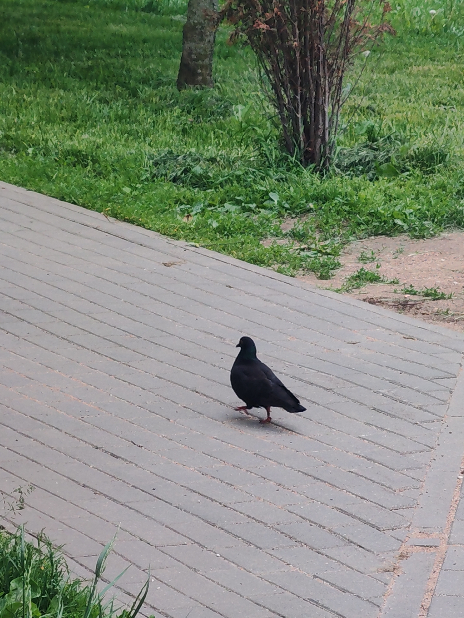 A dark pigeon walks on a grey brick walkway. The pigeon is in the lower center of the frame, facing right. The walkway has long rectangular bricks laid parallel to each other. Green grass and a small bush are visible in the background. The scene appears to be a park or public area.