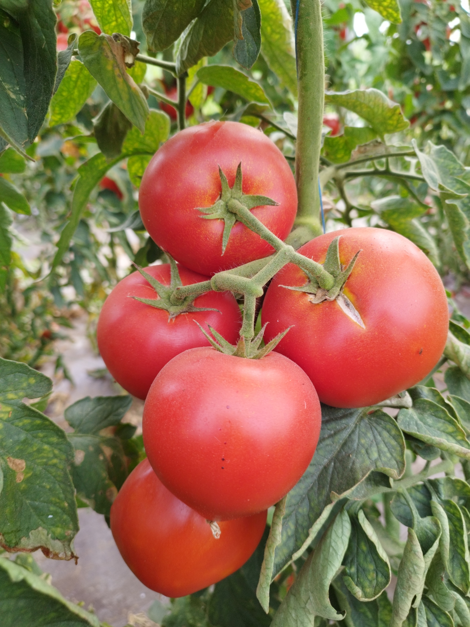 This image shows a close-up of a cluster of ripe red tomatoes growing on a vine, likely in a greenhouse or garden. The tomatoes are various shades of red, with some exhibiting slight yellowing near the stem. They are attached to a green, slightly fuzzy stem. Surrounding the tomatoes are green leaves, some of which show signs of slight damage or discoloration. The background is blurred but appears to be a continuation of foliage and possibly other tomato plants. The scene is illuminated by natural light. The context provided suggests this image is located in Băleni-Sârbi, Romania, likely within an agricultural setting.