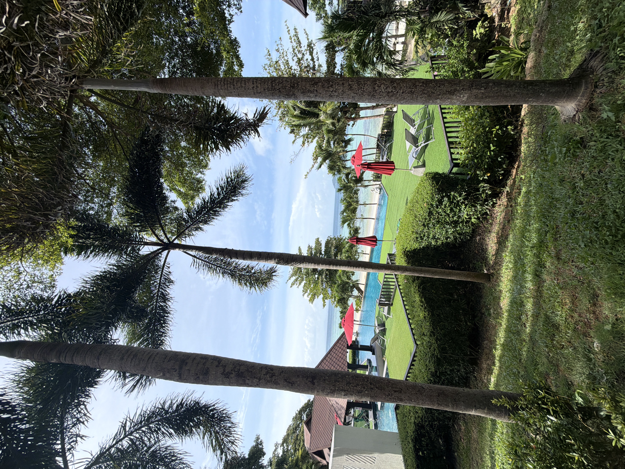 The image depicts a resort scene in Ao Nang, Thailand, with a swimming pool and a beach in the background. In the foreground, several tall palm trees dominate the view, with their fronds casting shadows on the grass. To the left, a portion of a white building with a brown tiled roof is visible. Adjacent to this is a clear blue swimming pool.
The pool area features a bright green lawn surrounding a section of the pool. On the lawn, two lounge chairs are placed under a vibrant red umbrella. Further to the right, another red umbrella is set up, with more lounge chairs nearby. Beyond the pool and lawn, a sandy beach stretches out, bordered by turquoise waters and a clear blue sky with scattered clouds. A line of palm trees runs along the edge of the beach.
The overall impression is of a tropical resort setting, likely at a hotel or villa, offering a relaxing ambiance with its pool, beach access, and lush vegetation. The lighting suggests it is daytime, with bright sunlight illuminating the scene. There are no people visible in the image.