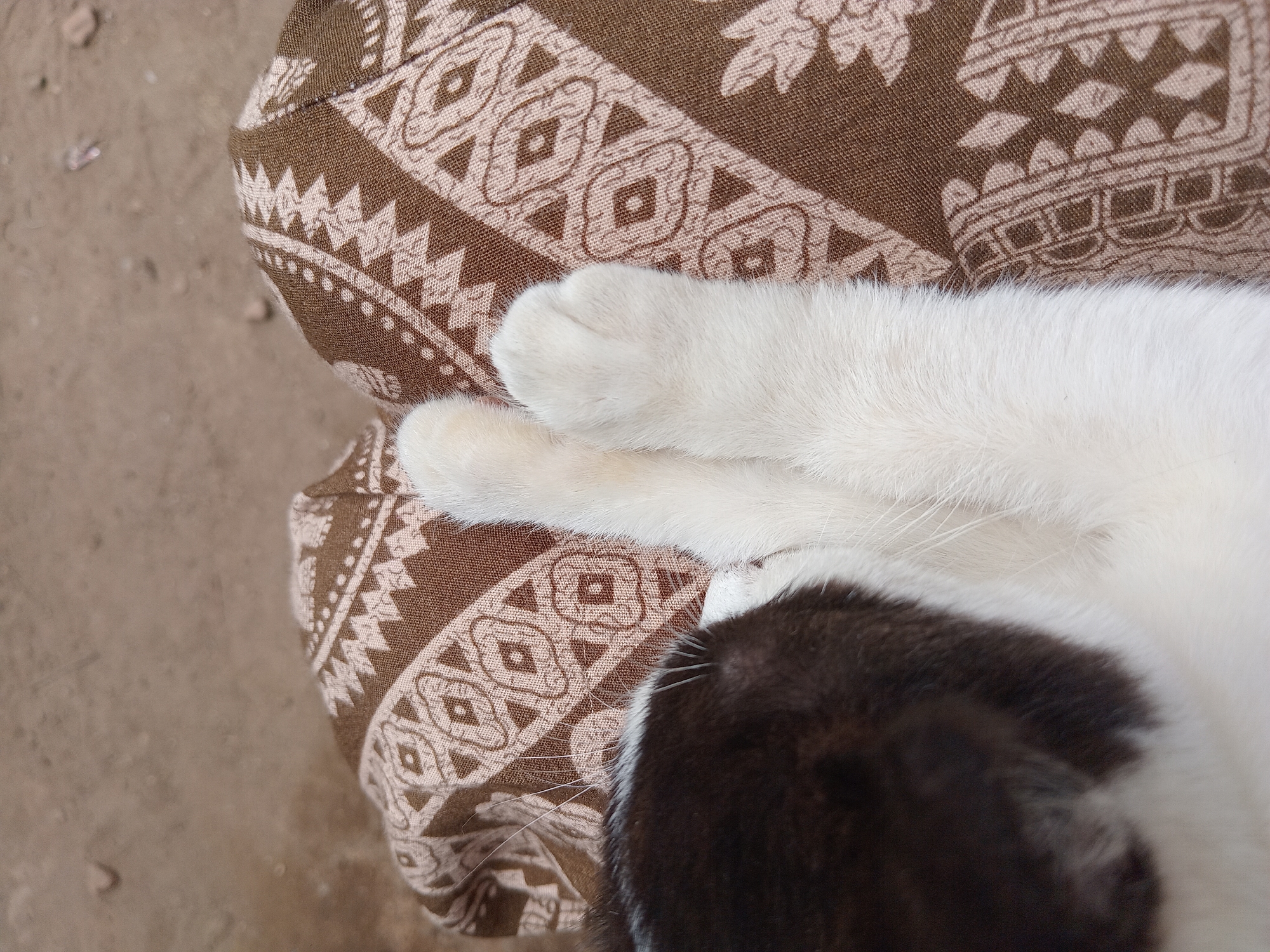 A black and white cat is resting on a brown and cream patterned fabric. The cat's head is to the left, and its paws are extended to the right, resting on the fabric. The background is a blurred, sandy-colored surface, possibly dirt or a path. The image is a close-up shot, focusing on the cat and the fabric. There are no people visible in the image. The environment appears to be outdoors, with a natural, unpaved surface visible behind the fabric.