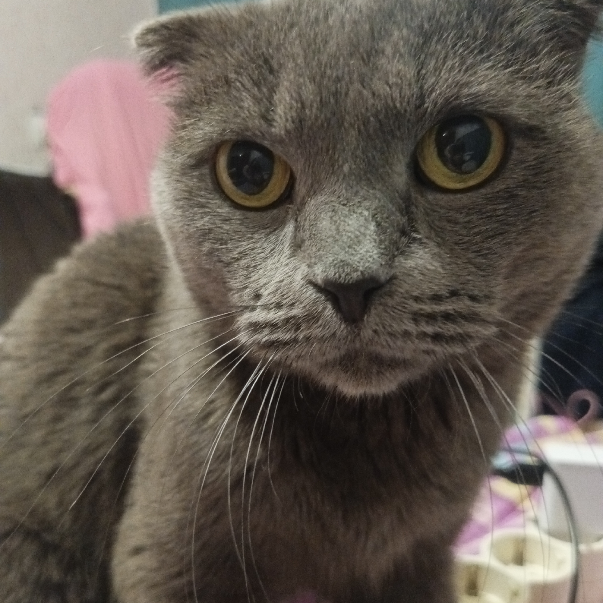 A close-up photo shows a gray Scottish Fold cat with golden eyes looking directly at the camera. The cat is indoors. The background contains elements such as a pink garment and miscellaneous household items. The location cannot be determined as Chaikovsky, Russia, based on the visual information.