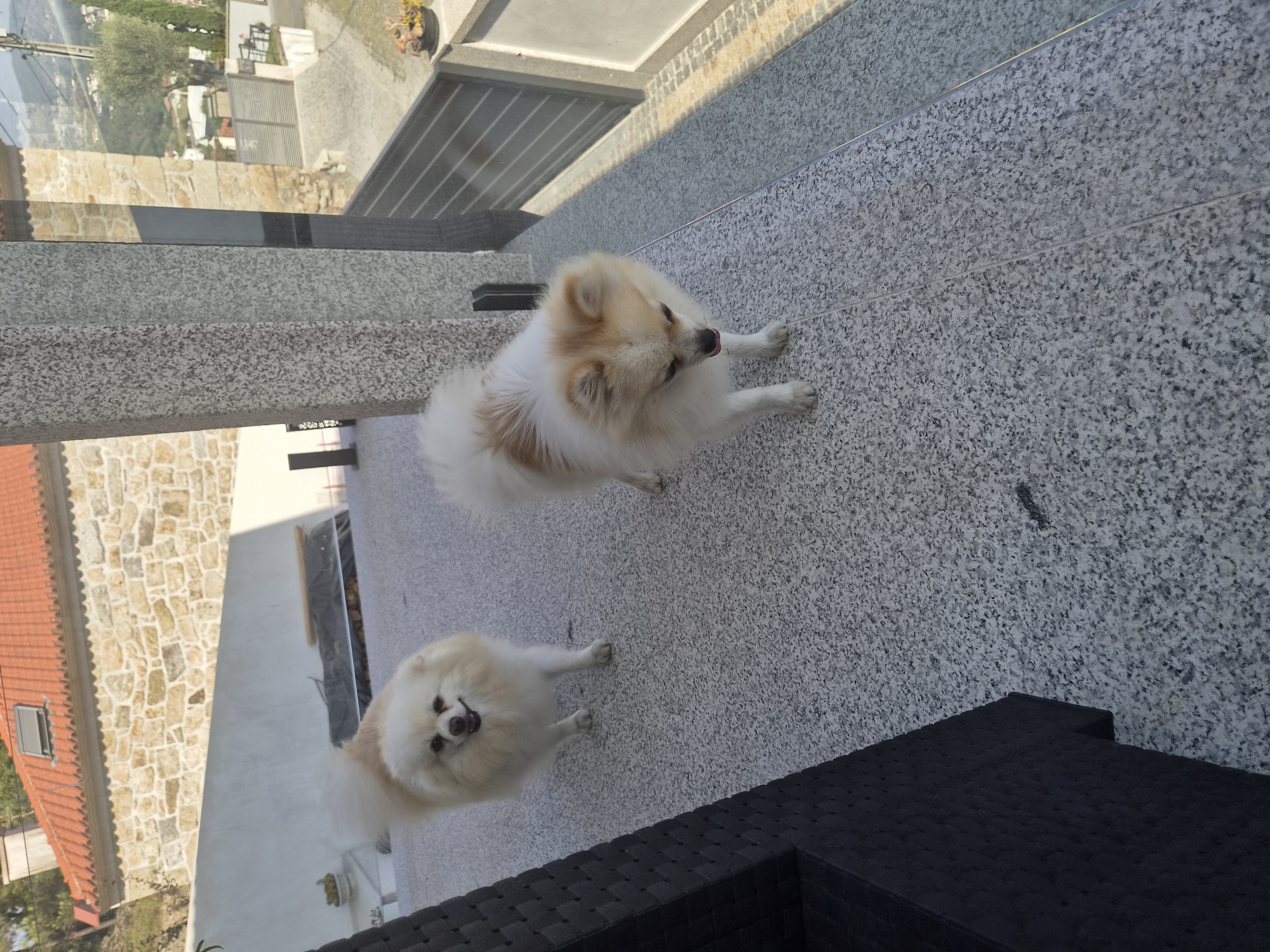 Two Pomeranian dogs are on a speckled gray outdoor tiled patio. The dog in the foreground is facing left, looking down and has its tongue out. The dog in the background is facing the camera and smiling. Behind the dogs is a light-colored wall and a building with a red-tiled roof. To the right of the patio is a glass railing with a metal fence beyond it. The scene appears to be in a residential area with buildings and vegetation visible in the distance. This location is in Barcelos, Portugal.