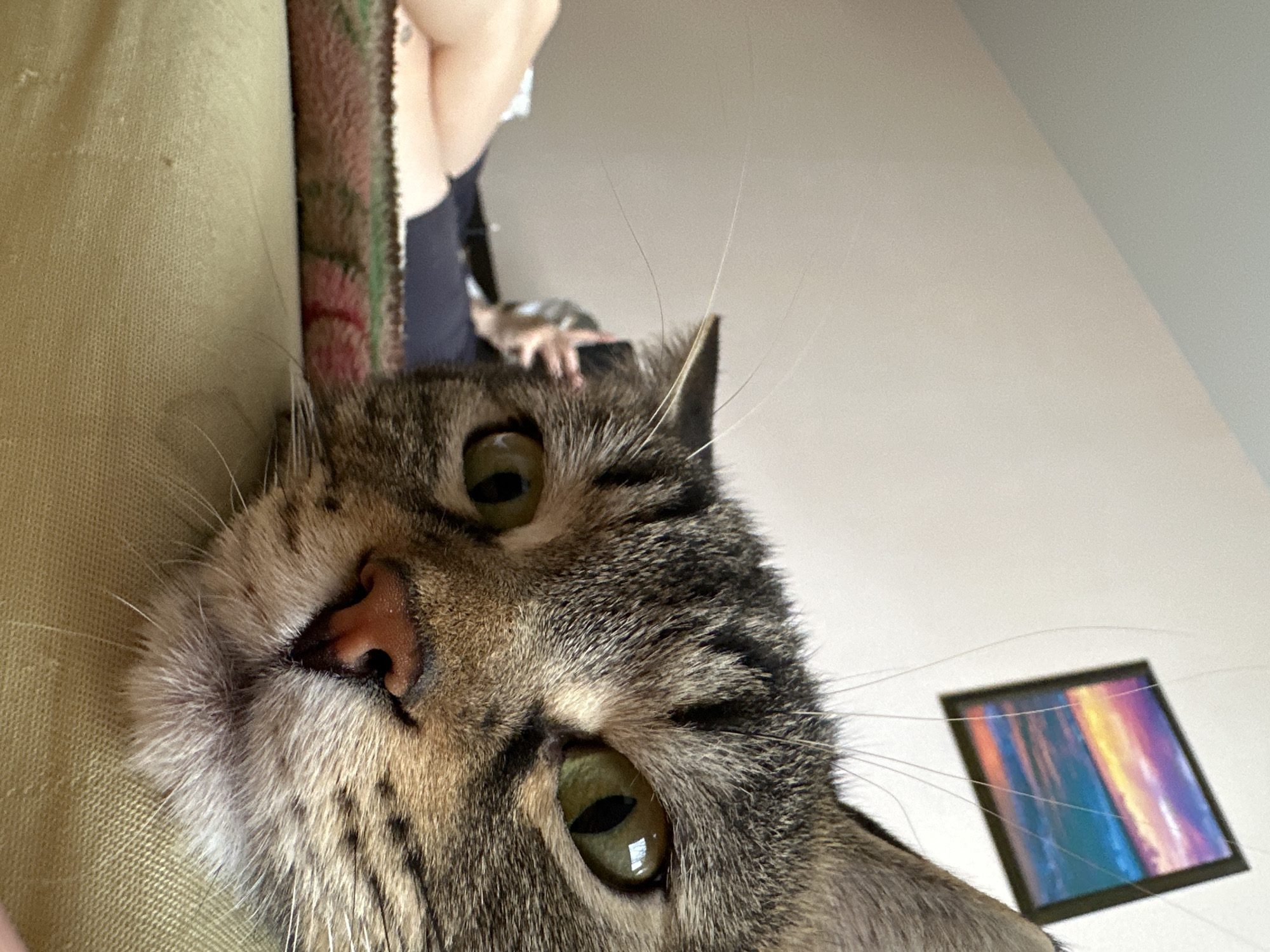 The image is a close-up shot of a tabby cat's face, with its head resting on a light green textured surface. The cat's green eyes are visible, as well as its pink nose and whiskers. In the background, a person is lying down, partially visible, and a small framed picture of a sunset over the ocean hangs on a light-colored wall. The overall setting appears to be indoors, likely a bedroom.