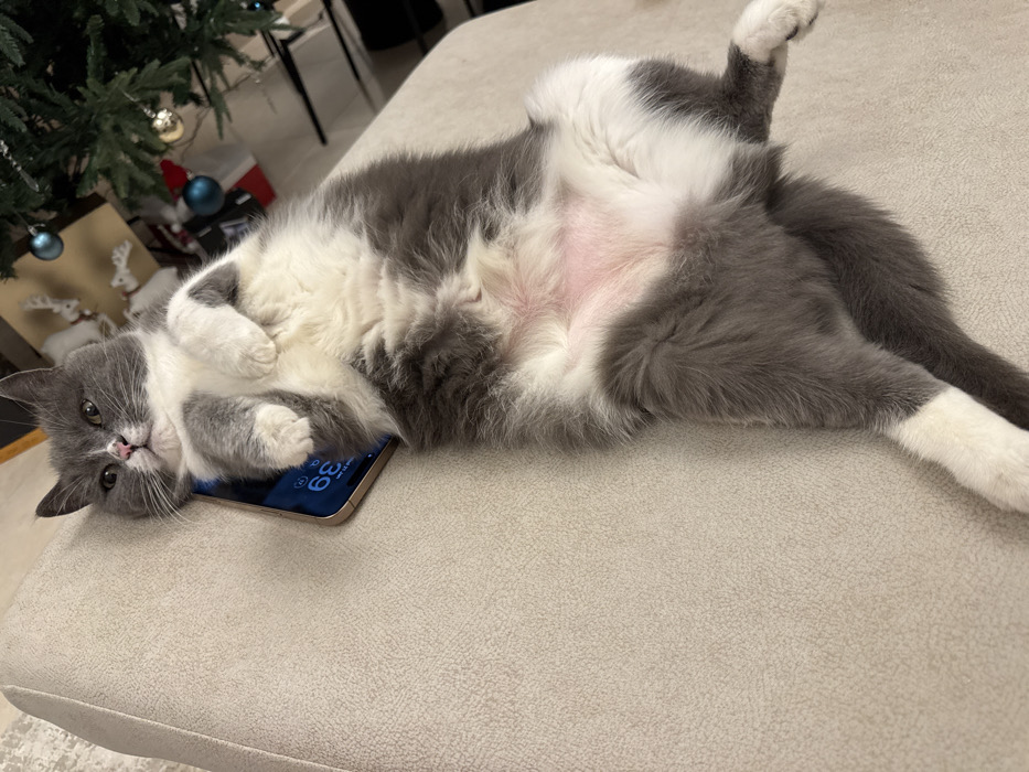 A gray and white cat lies on its back on a beige surface. It rests its head on a smartphone, its paws curled up near its face. The cat's belly is exposed, with patches of white and pink fur. A Christmas tree with ornaments and decorations is partially visible in the background. The scene is well-lit, showcasing the cat's fluffy fur and relaxed posture.