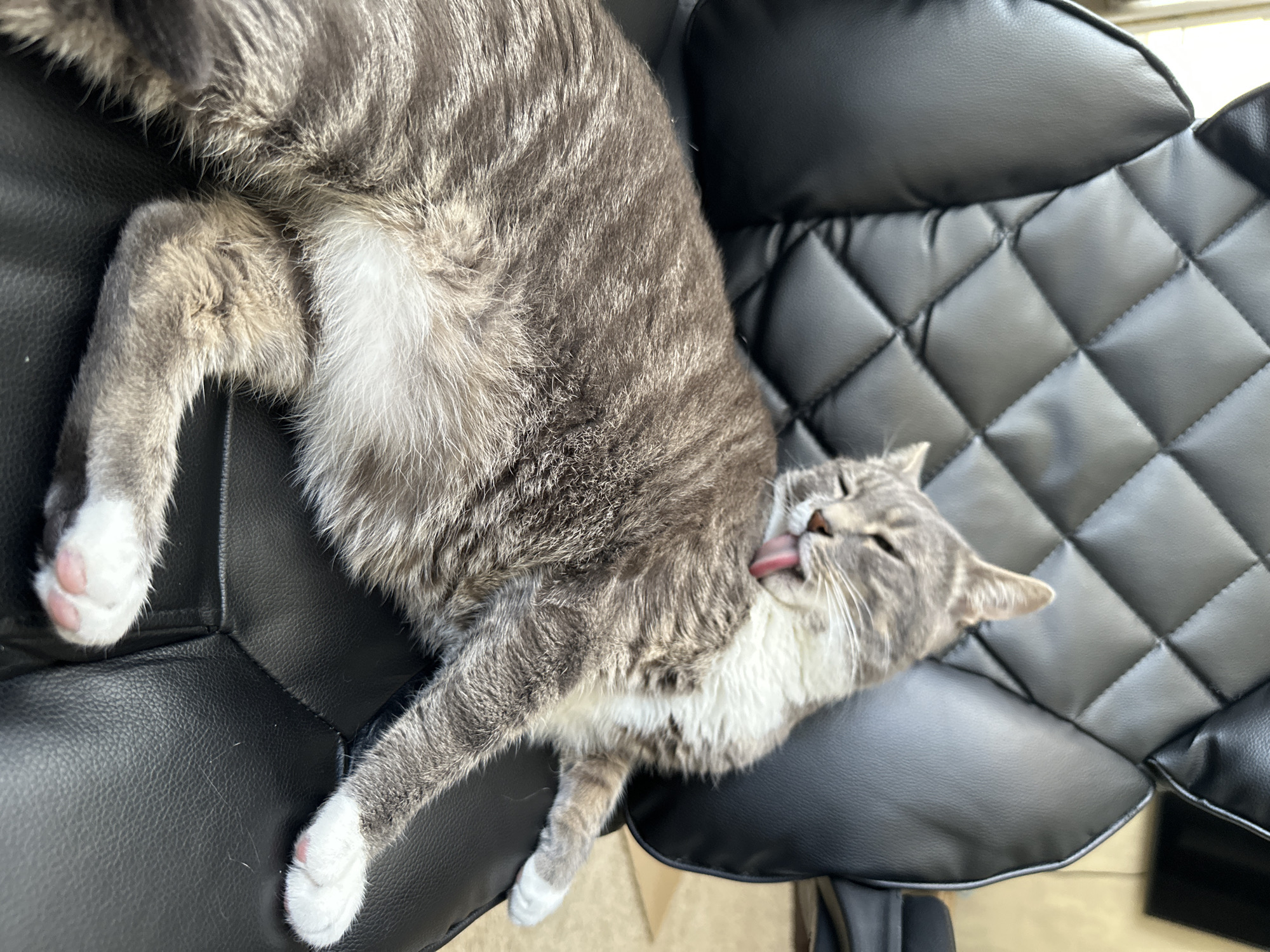 A gray tabby cat with white paws is lying on a black leather office chair, licking its chest. The chair has a quilted design on the back. The cat's eyes are closed, and its tongue is extended. The background is blurred and appears to be an indoor setting.