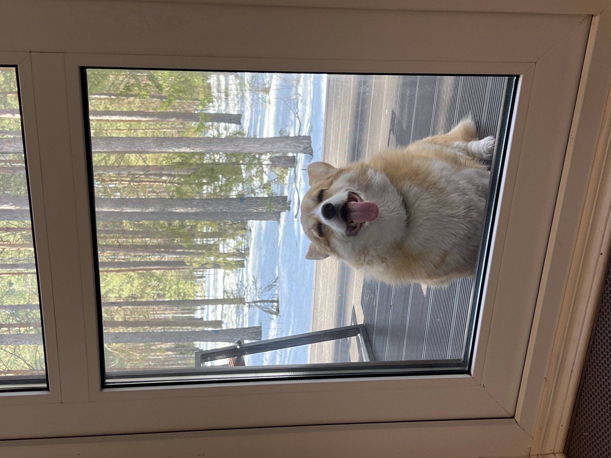 A medium shot shows a white-framed window with a Corgi dog on the other side. The dog is panting with its tongue out. Outside the window, there is a partially snow-covered landscape with bare trees and a wooden deck. The trees suggest a forest environment. There is no verifiable information that confirms this image was taken in Chaykovsky, Russia.
