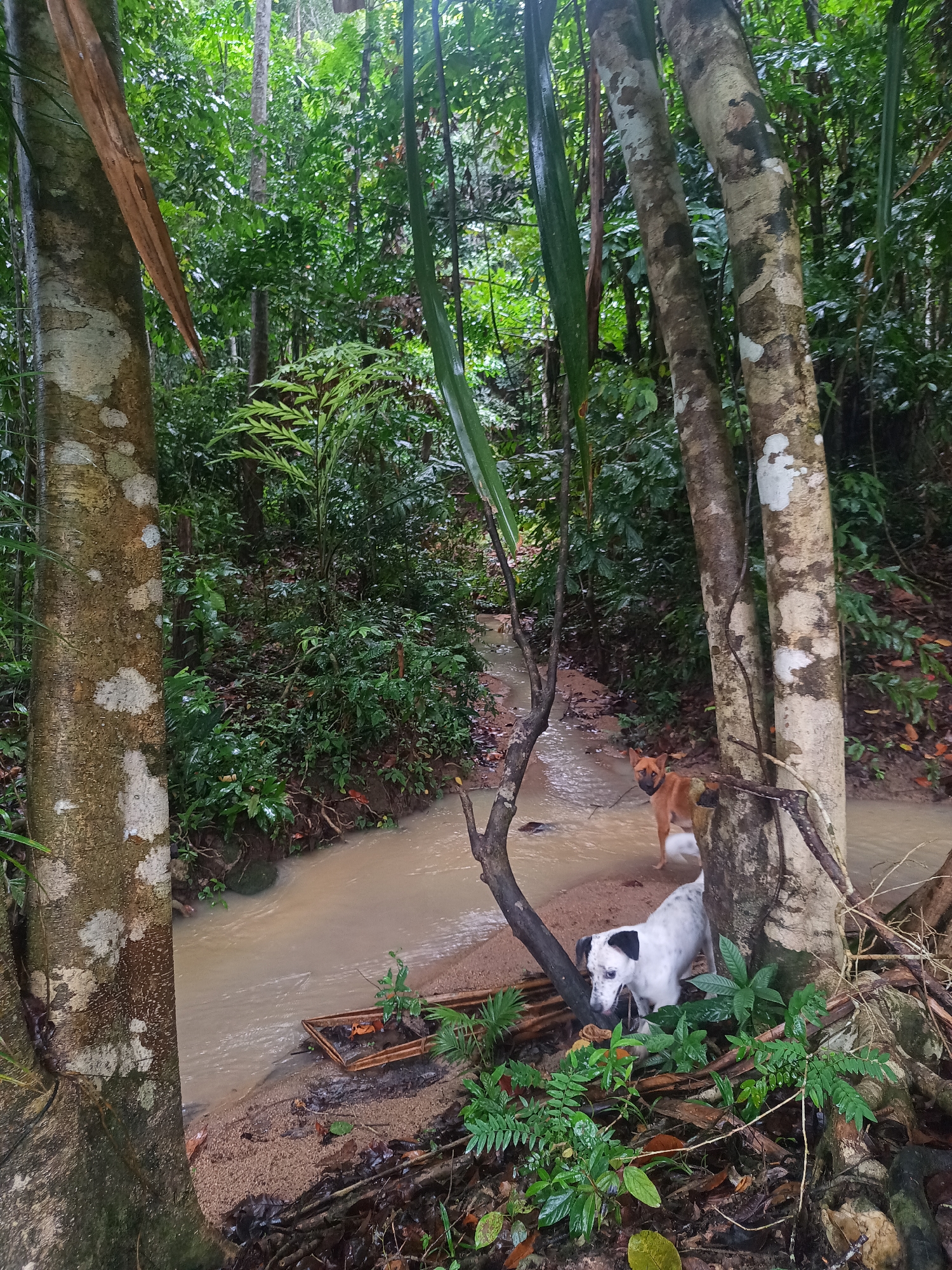 The image depicts a humid forest environment located near Baan Thong Nang, Thailand. A shallow stream with muddy water flows through the scene. Two dogs are present: one with tan fur standing in the stream and another with white fur and black spots standing on the bank. There are various trees, dense vegetation, and scattered leaves on the ground. Debris, including a rectangular wooden frame, is partially submerged in the stream.