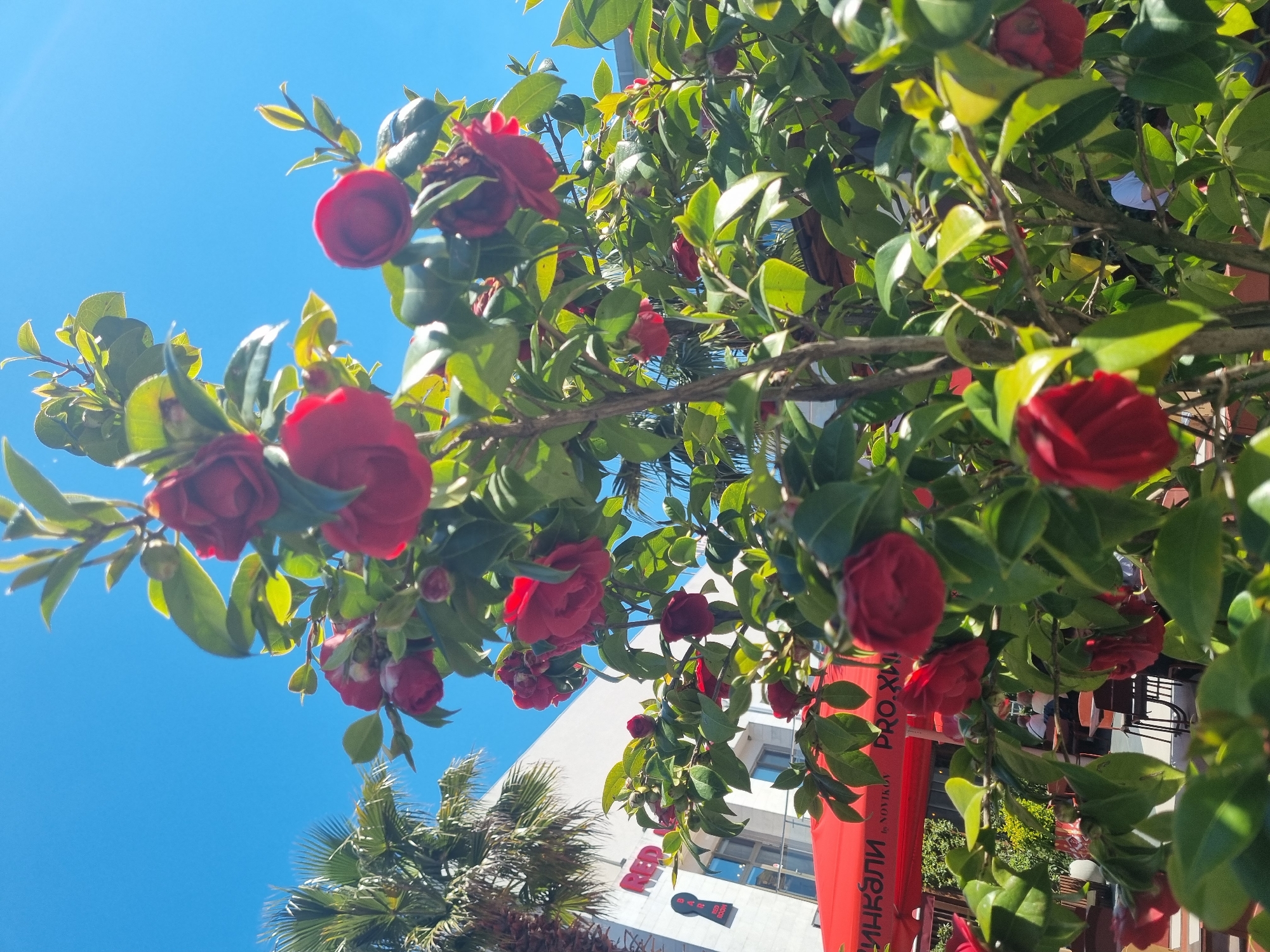 A low-angle shot captures a vibrant scene in Sochi, Russia, with red camellia blossoms prominently featured against a bright blue sky. The flowers are intertwined with green leaves on branches that stretch across the frame. In the background, a multi-story building is visible, adorned with a red banner that displays the word "ХИНКАЛИ," translated to "Khinkali," a type of Georgian dumpling. A palm tree is also partially visible on the left side of the frame. The scene appears to be taken on a sunny day with clear skies. There are a few figures and objects visible within the indoor/outdoor space of the building's restaurant or cafe.