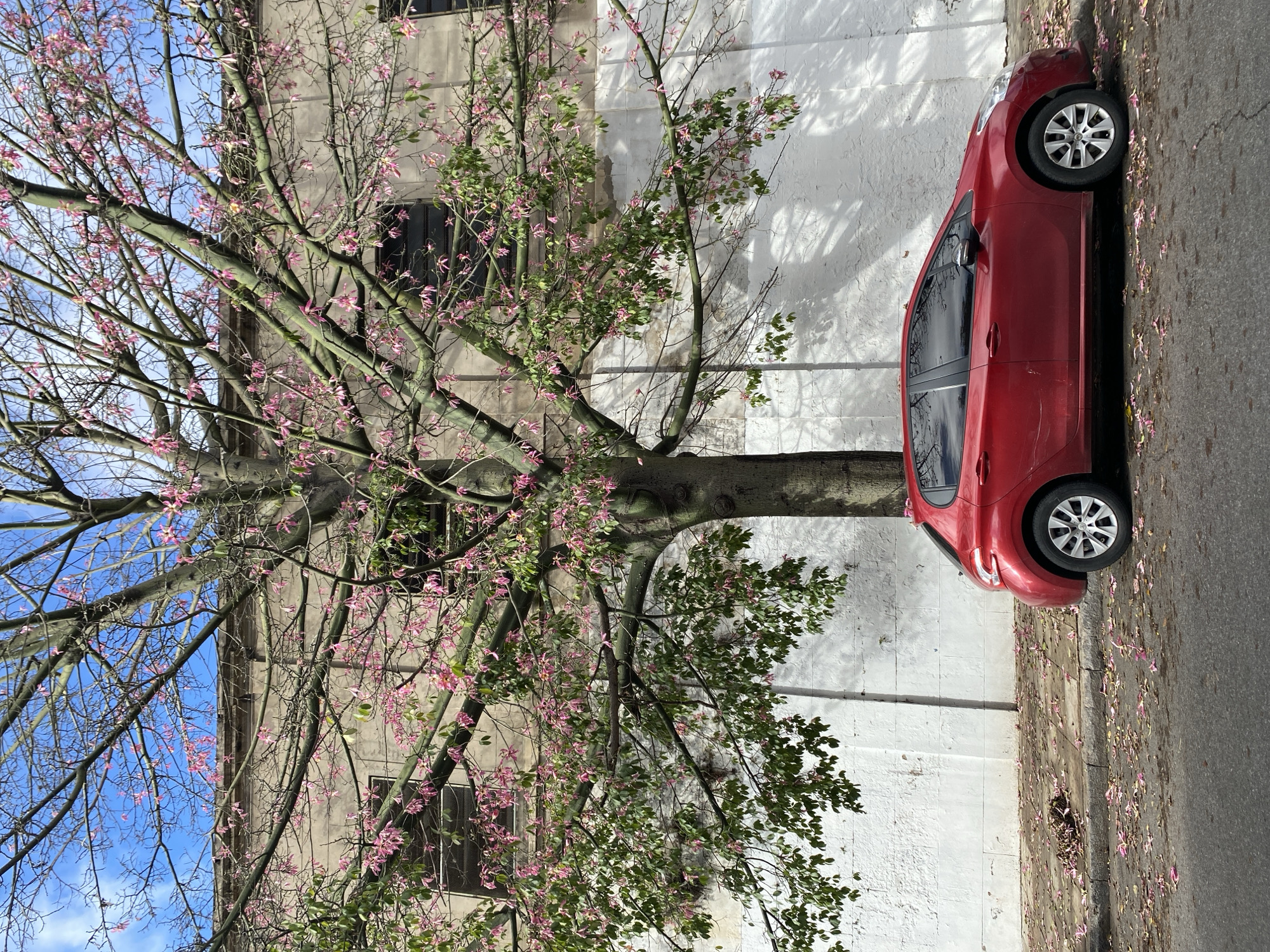 The original media file is rotated 90 degrees clockwise, presenting an outdoor urban scene in Buenos Aires, Argentina. Viewed upright, the image depicts a residential or commercial street dominated by a large, flowering tree and a parked red car.
On the left side, a mature tree with a stout trunk and extensive branching is in bloom. Its numerous branches are sparsely covered with delicate pink flowers and buds, along with some emerging green leaves. Many fallen pink petals are scattered across the paved street and the concrete sidewalk, forming a light, colorful carpet. The tree's bark is a light grey-green, with some smooth sections.
A bright red four-door hatchback or sedan is parked on the asphalt street, parallel to the curb, on the right side of the image. The car's windows are dark-tinted, and its silver-colored wheel rims are visible.
Behind the tree and car, a light-colored, multi-story building with a textured facade rises. It features several rectangular windows, some appearing to have grilles or dark panes. Strong, directional sunlight illuminates the scene, casting prominent shadows of the tree's branches and foliage onto the building's white wall, indicating a clear, sunny daytime. A bright blue sky with a few faint clouds is visible through the upper branches of the tree. There are no people visible, and no discernible text is present within the frame. The scene conveys a tranquil, vibrant atmosphere, likely during a blooming season in the city.